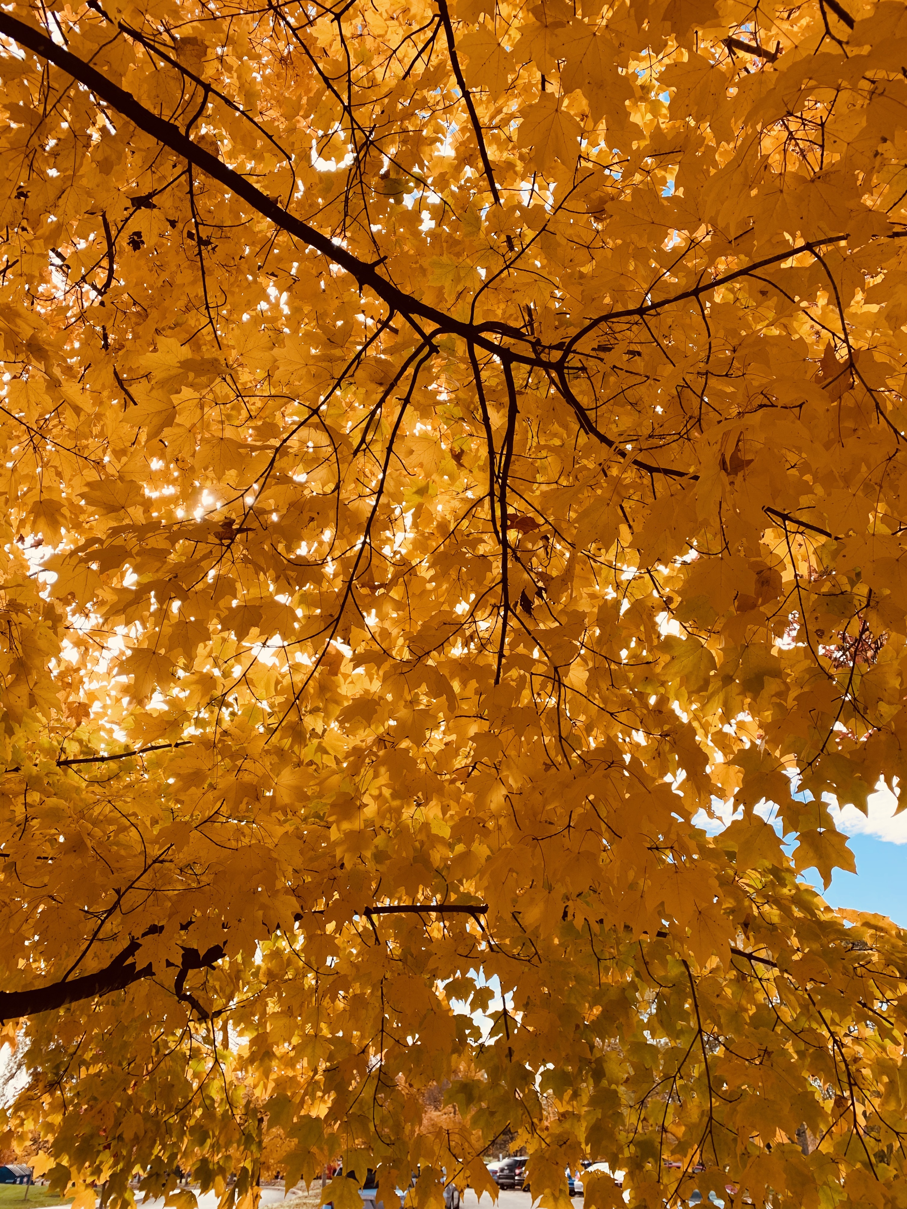Keep encouraging yourself like colorful leaves on a tree!