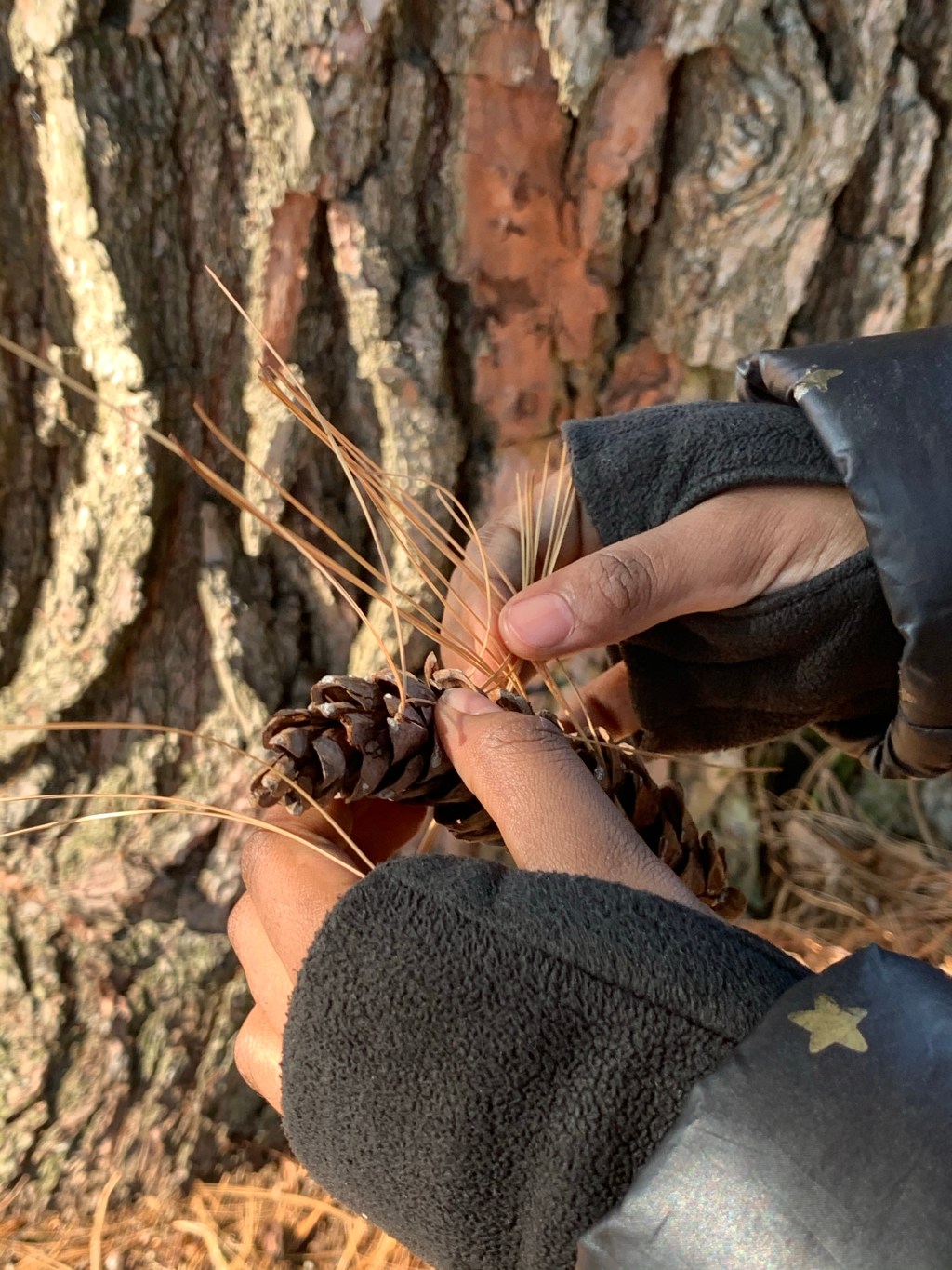 Keep being dry as&nbsp;pinecones!