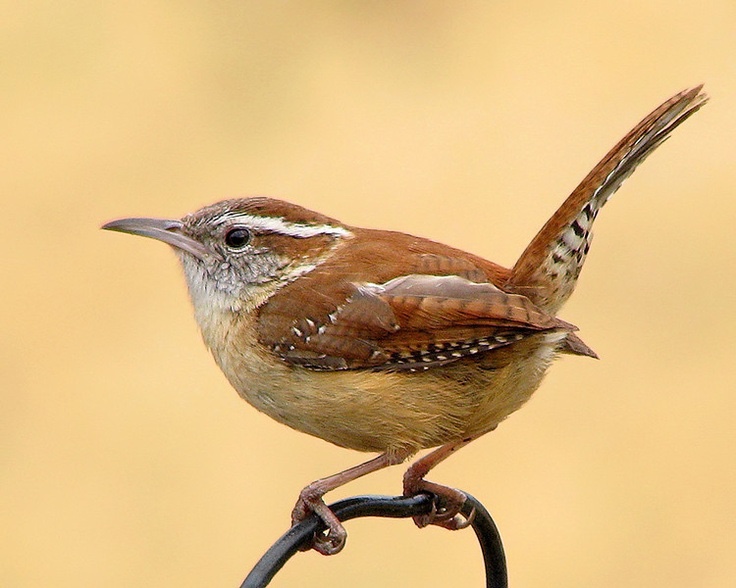 Keep marsh wren’s and their 3 c’s in mind-court, confuse,cover.