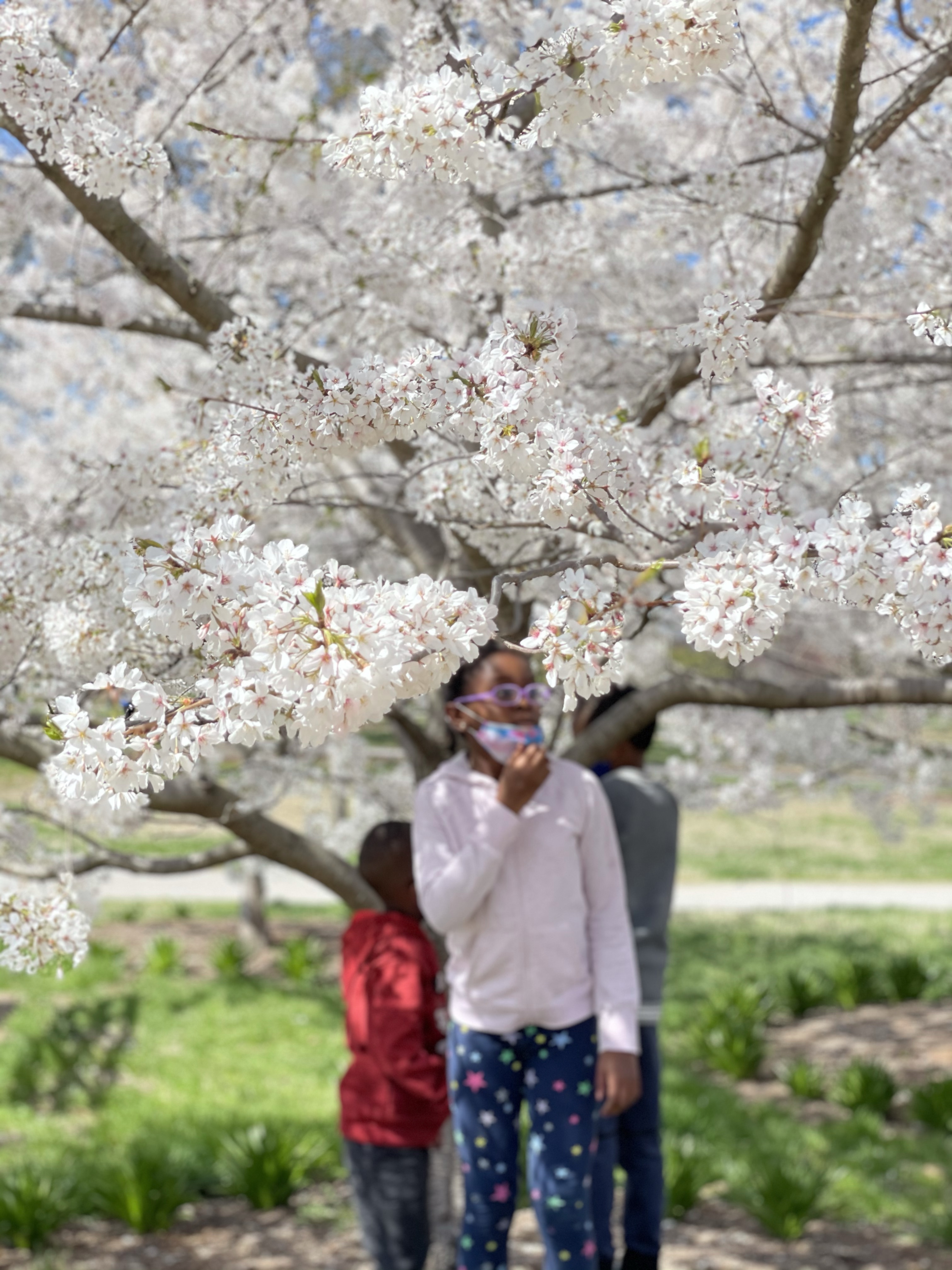 Keep continuity like cherry blossoms!