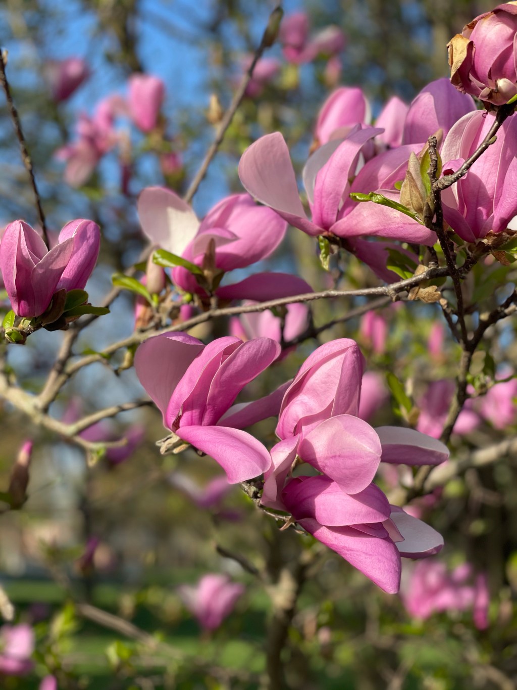 Keep lily magnolias in mind for&nbsp;motherhood!