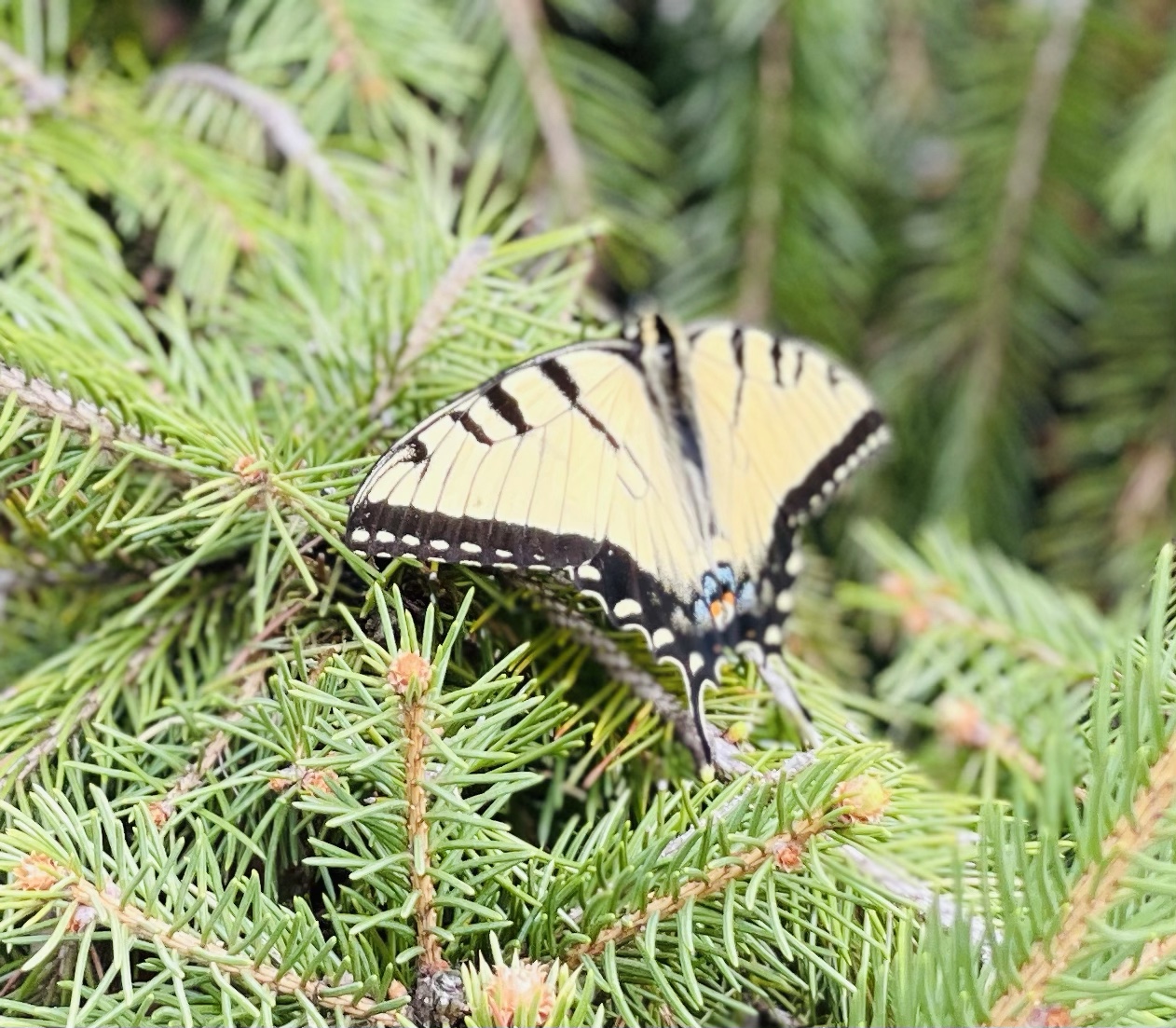 Keep being resilient with racism like the Eastern Tiger Swallowtail Butterfly!