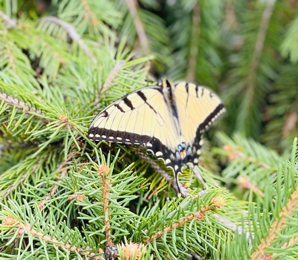 Keep being resilient with racism like the Eastern Tiger Swallowtail&nbsp;Butterfly!