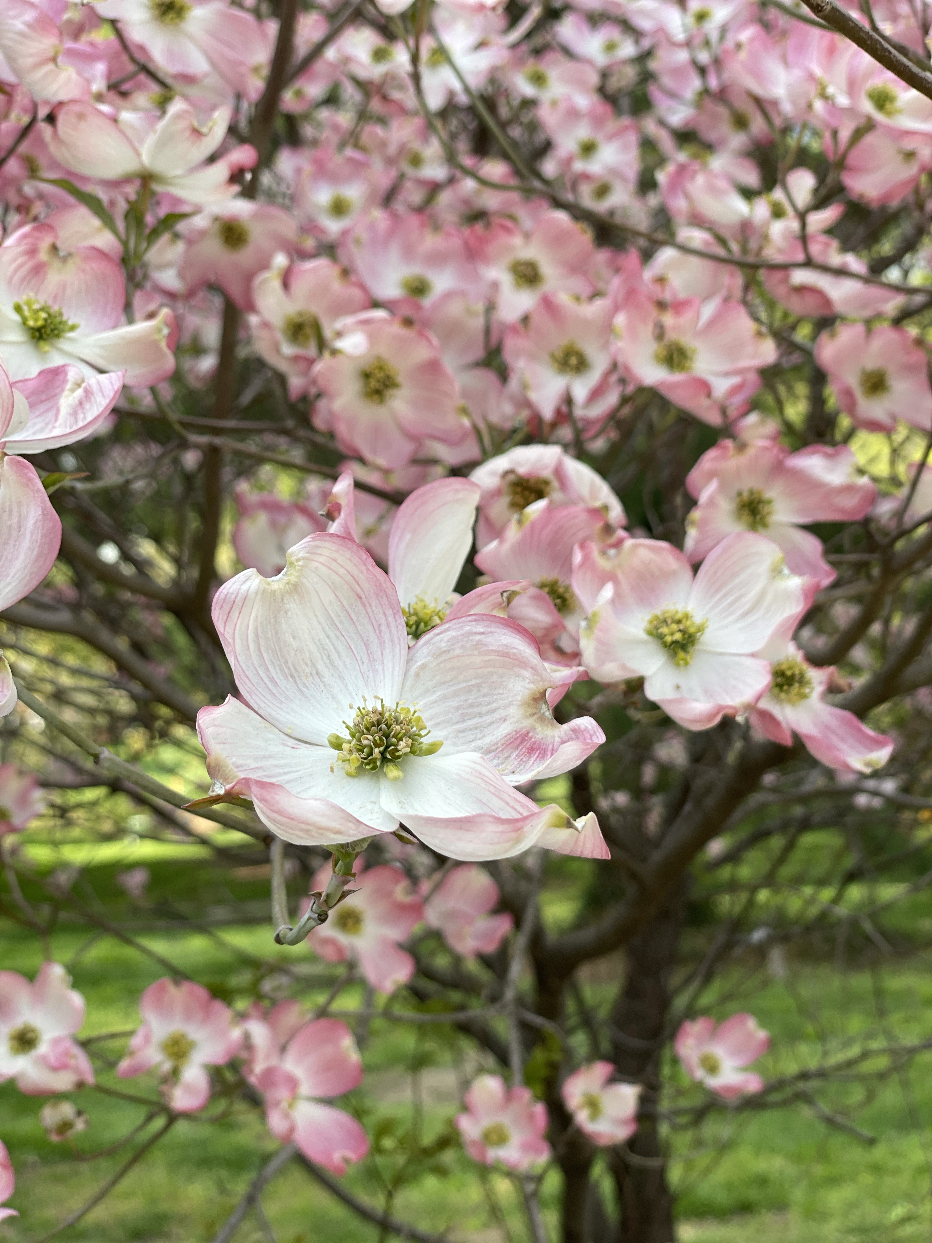 Keep flowering dogwoods’s full Calcium potential in mind with motherhood!