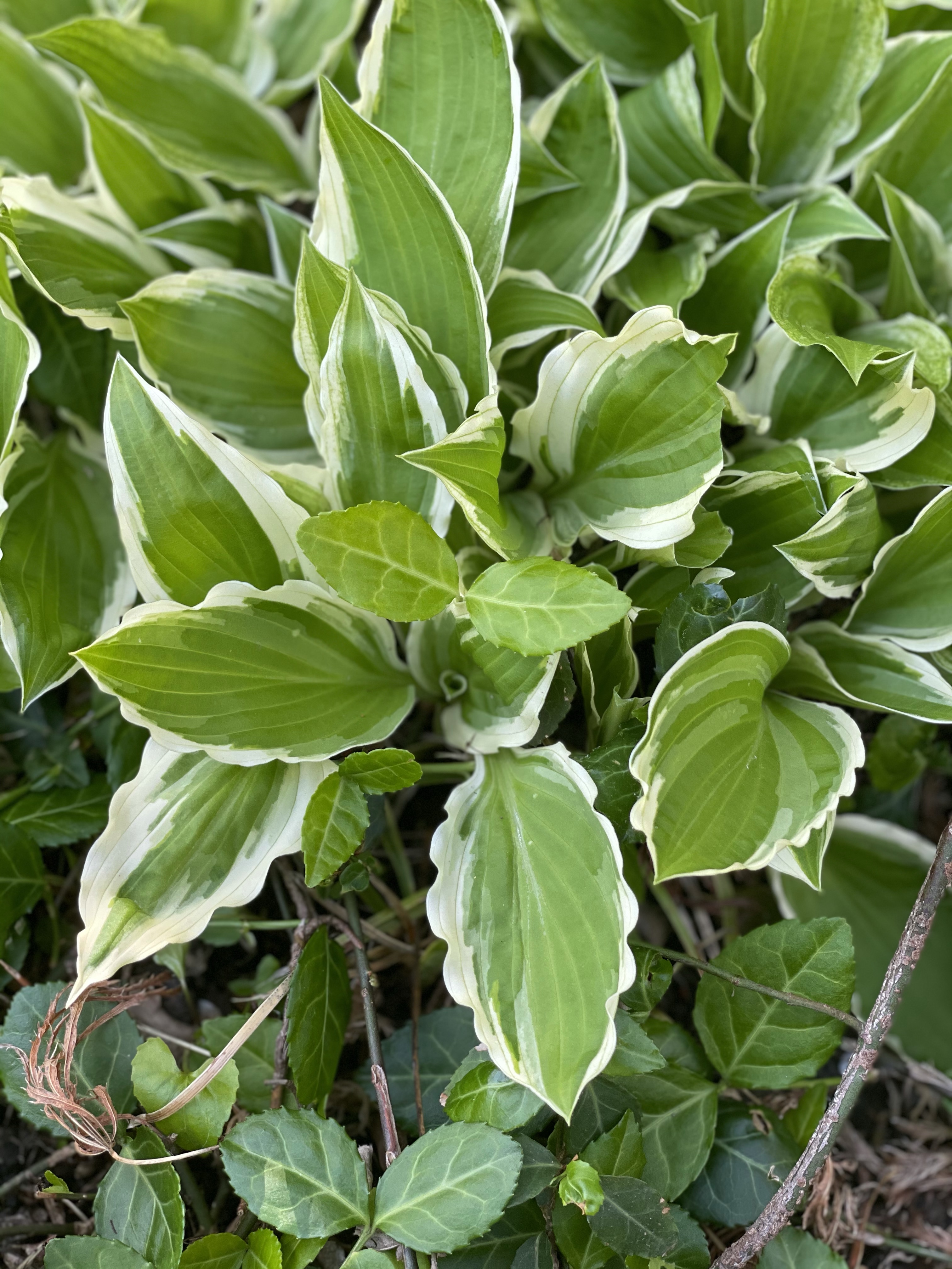 Keep the duality of fragrant plantain lilies with life!