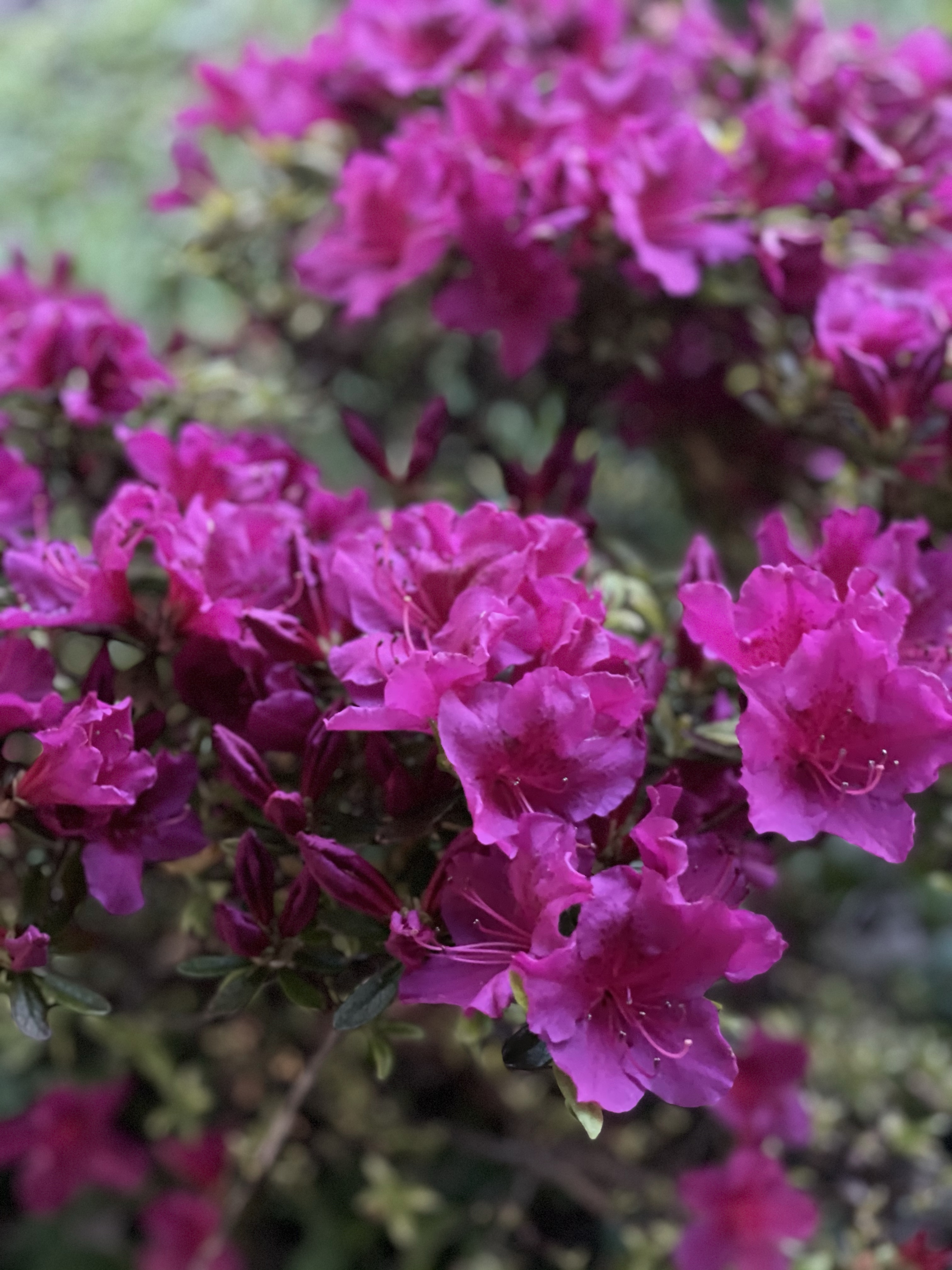 Keep knowing the radical hope of Azaleas for motherhood!