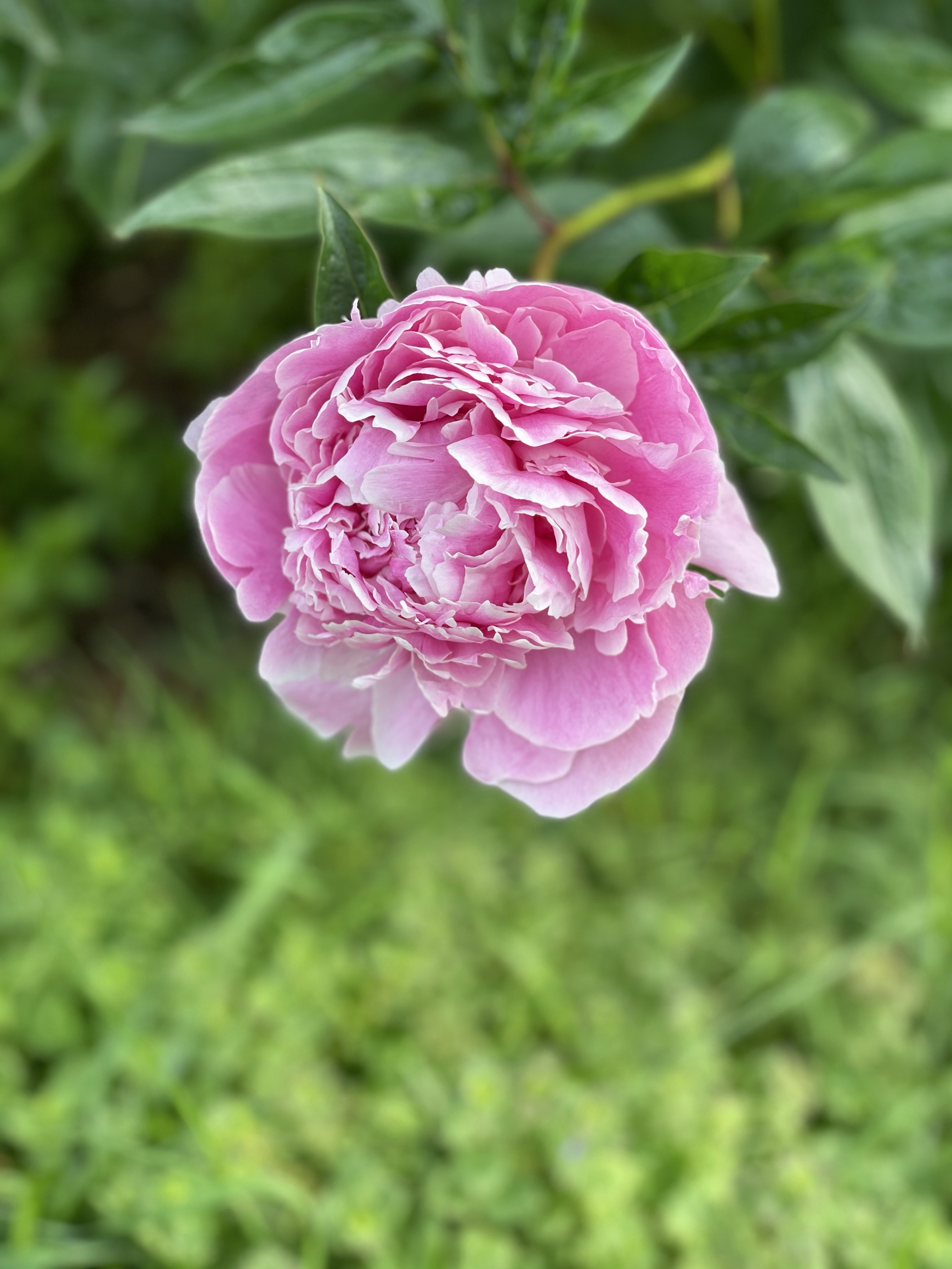Keep the many blessings of peonies!