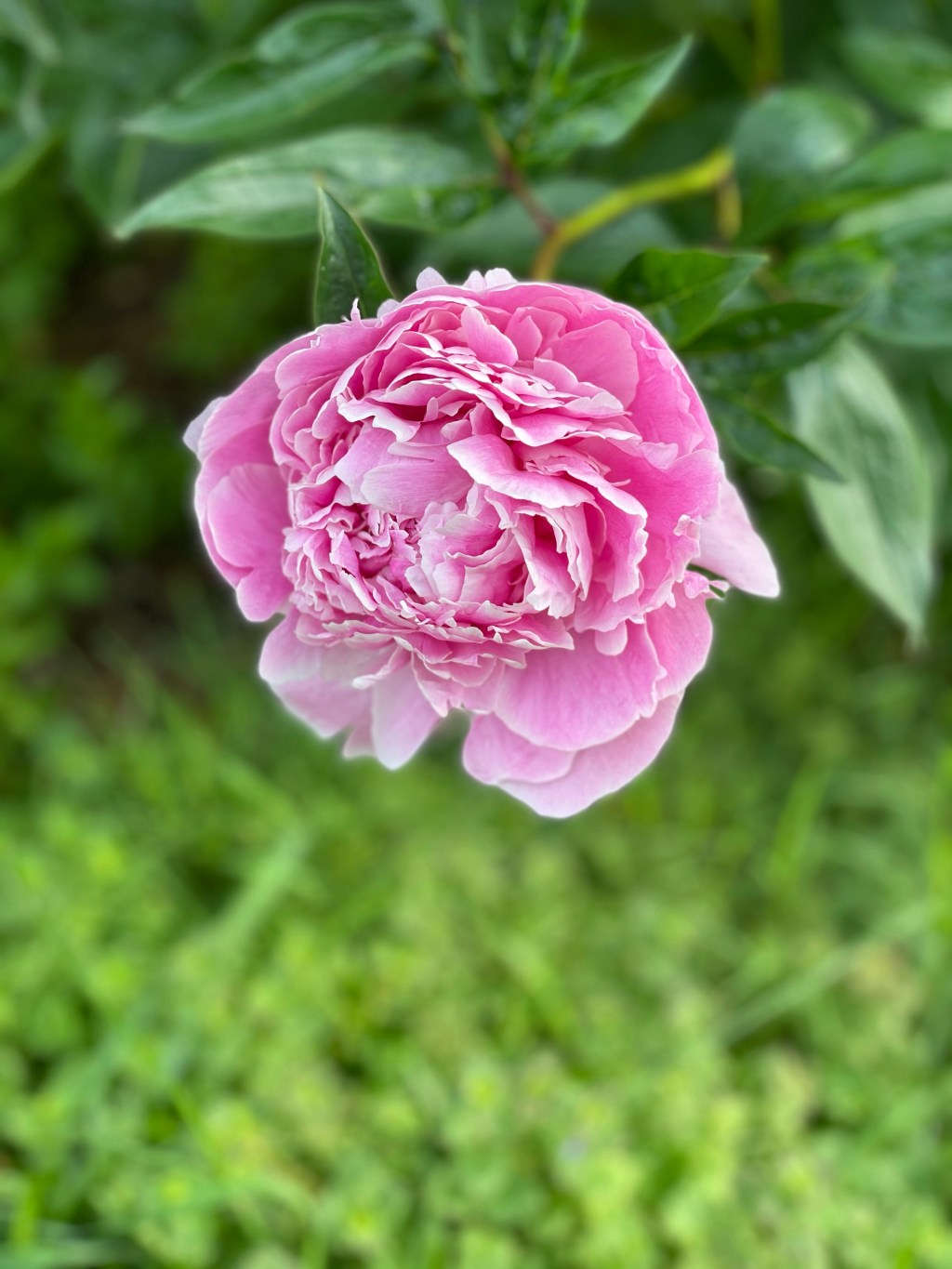 Keep the many blessings of&nbsp;peonies!