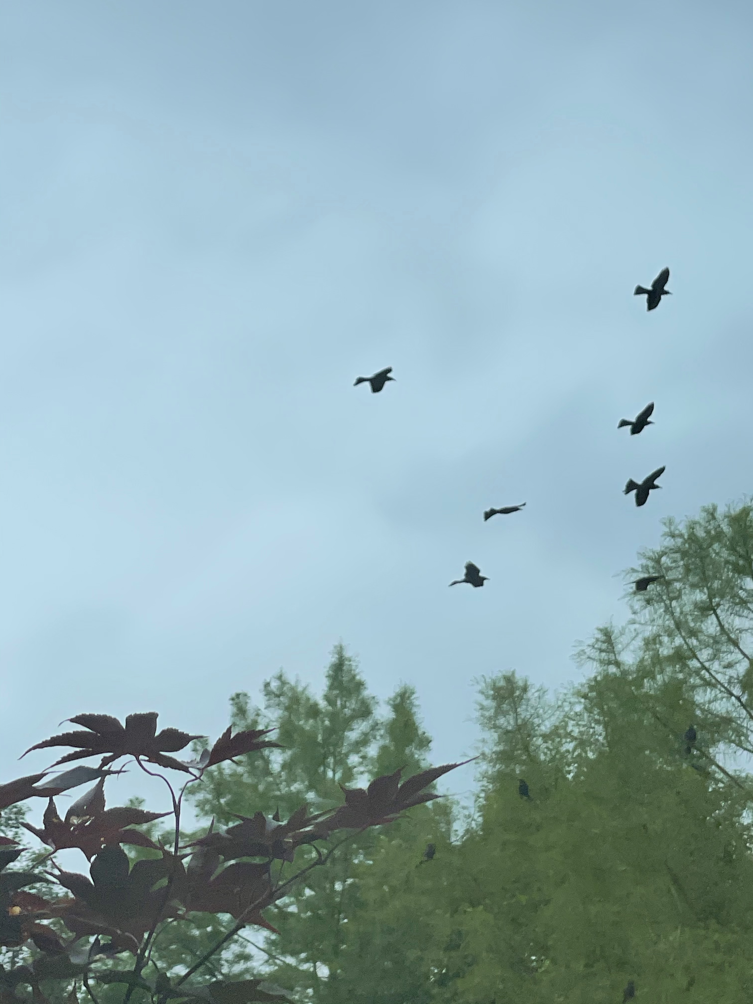 Keep being together like birds in the sky!