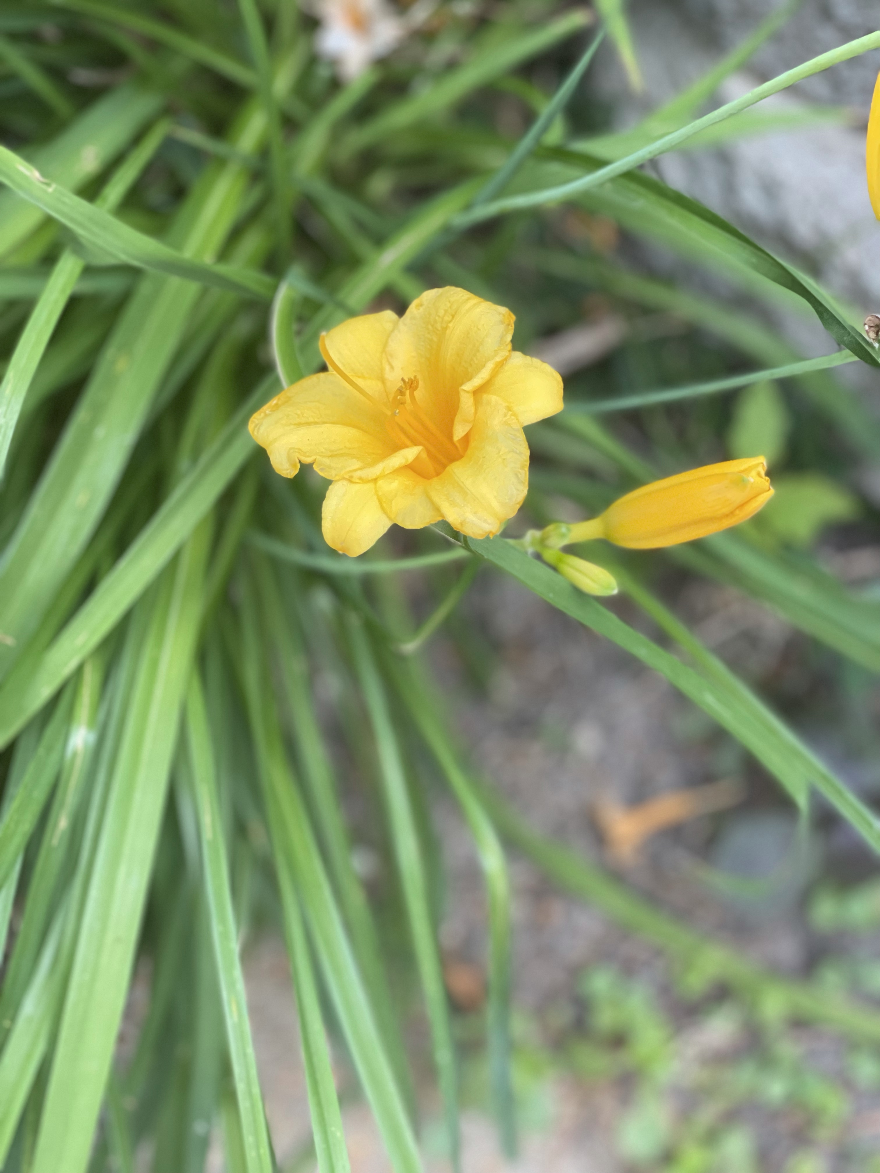 Keep daylilies and their ‘beauty for a day’ in mind!