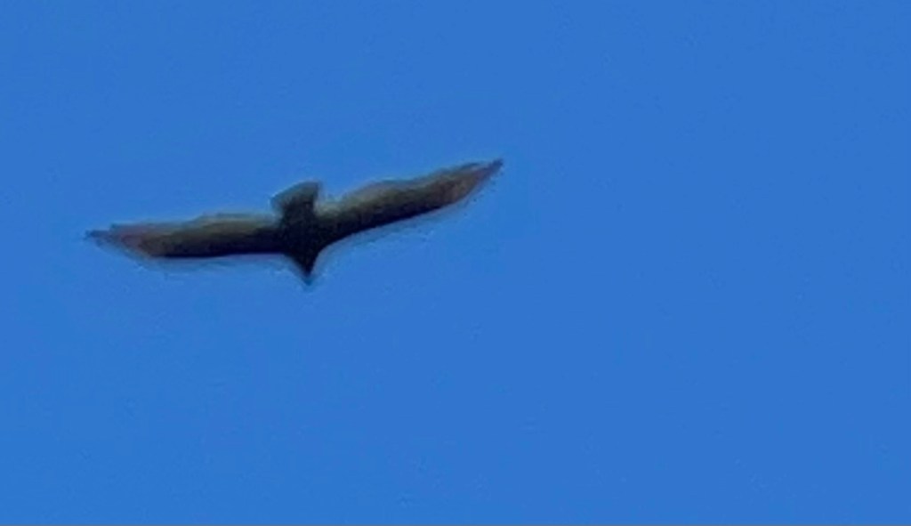 Keep being as patient as vultures or Udene in&nbsp;Igbo!