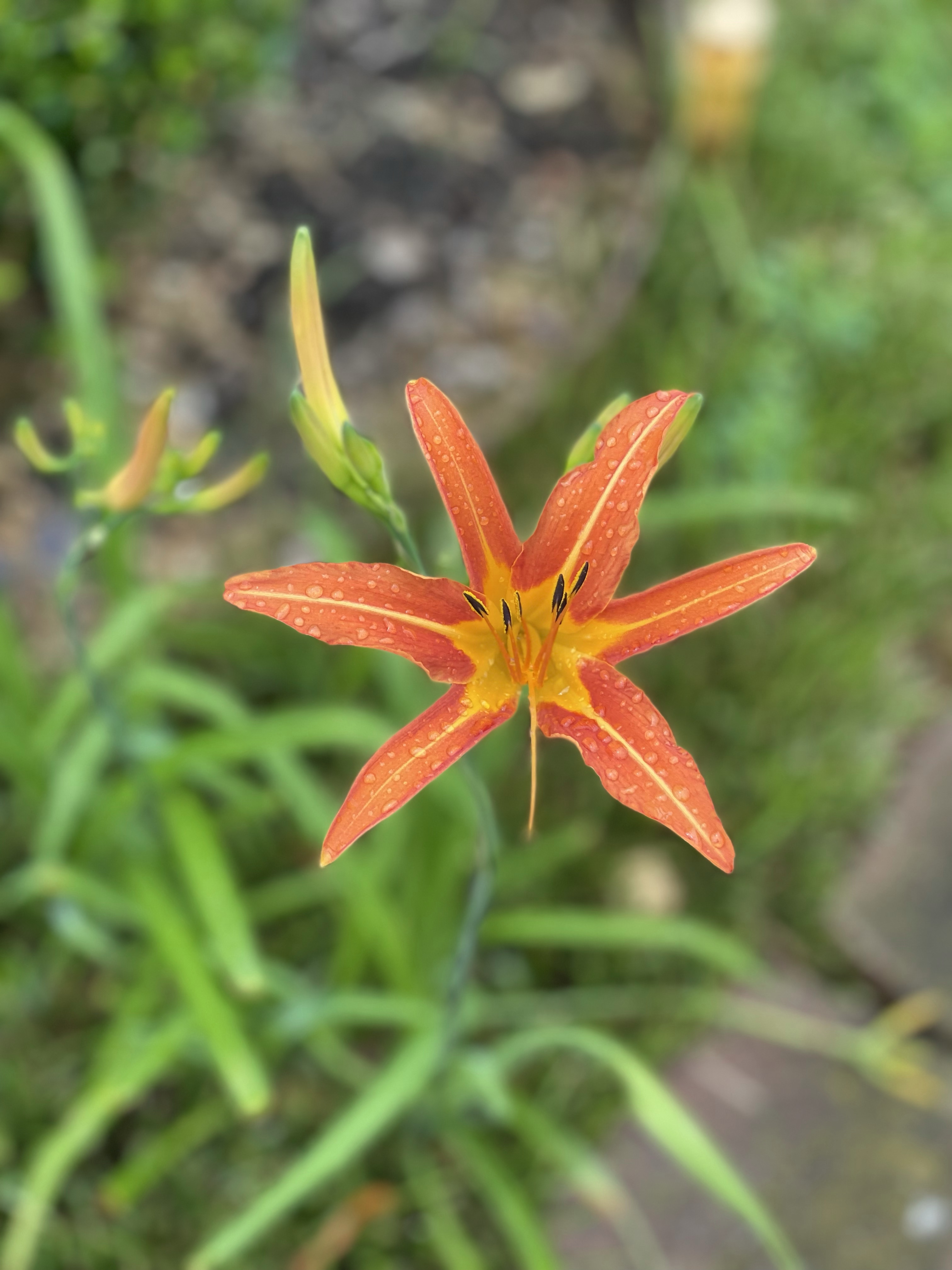 Keep orange day lilies in mind for public health!