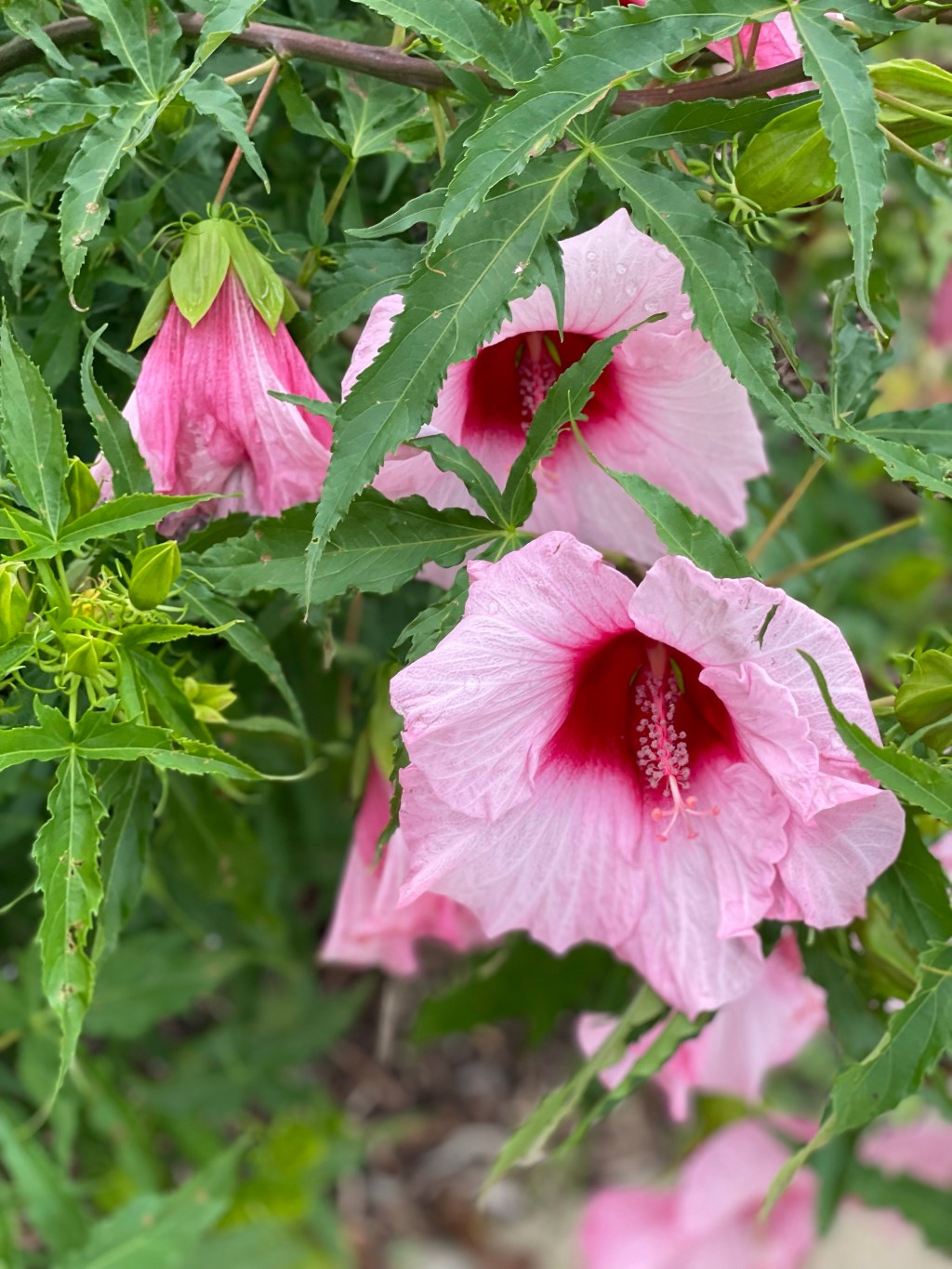 Keep the brilliance of Hibiscus for mother’s during summer days!