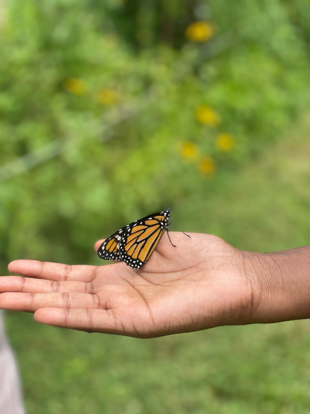 Keep releasing butterflies!