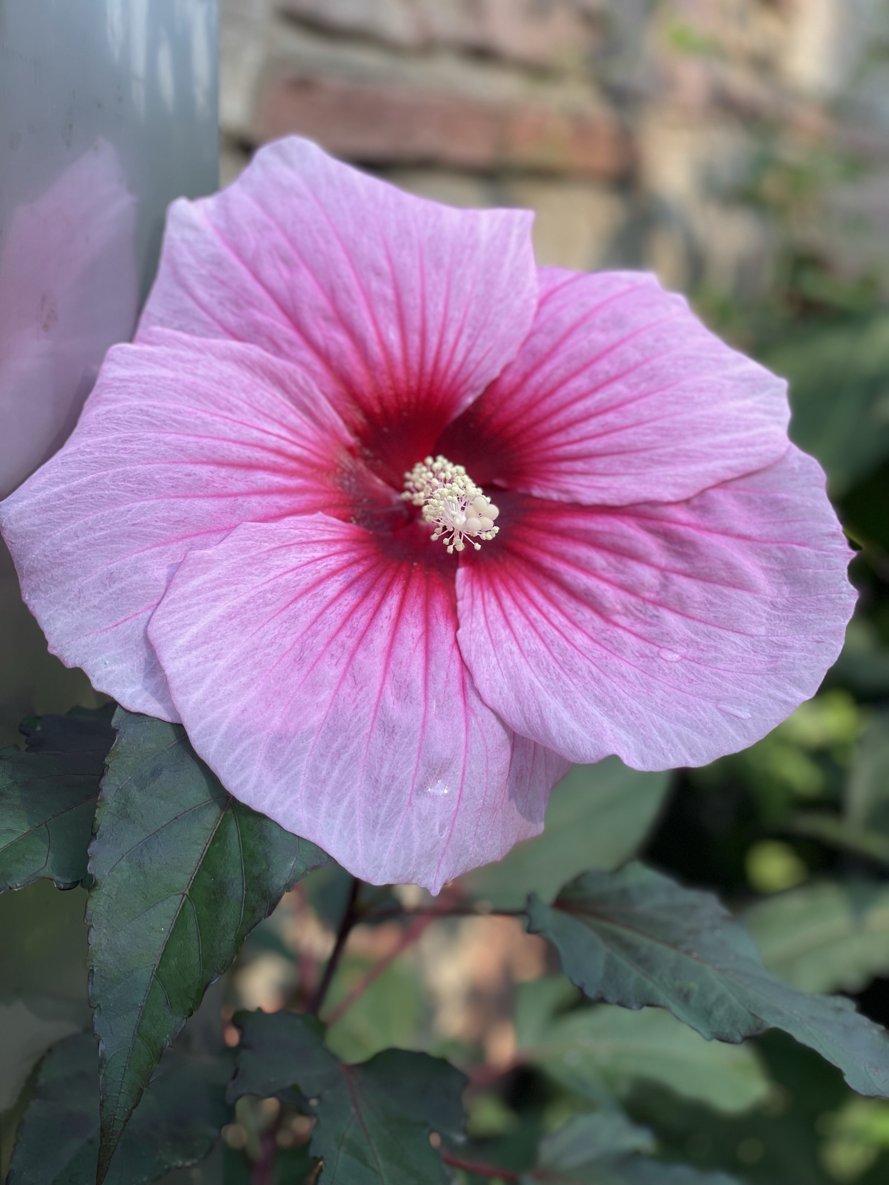 Keep a rose full life!