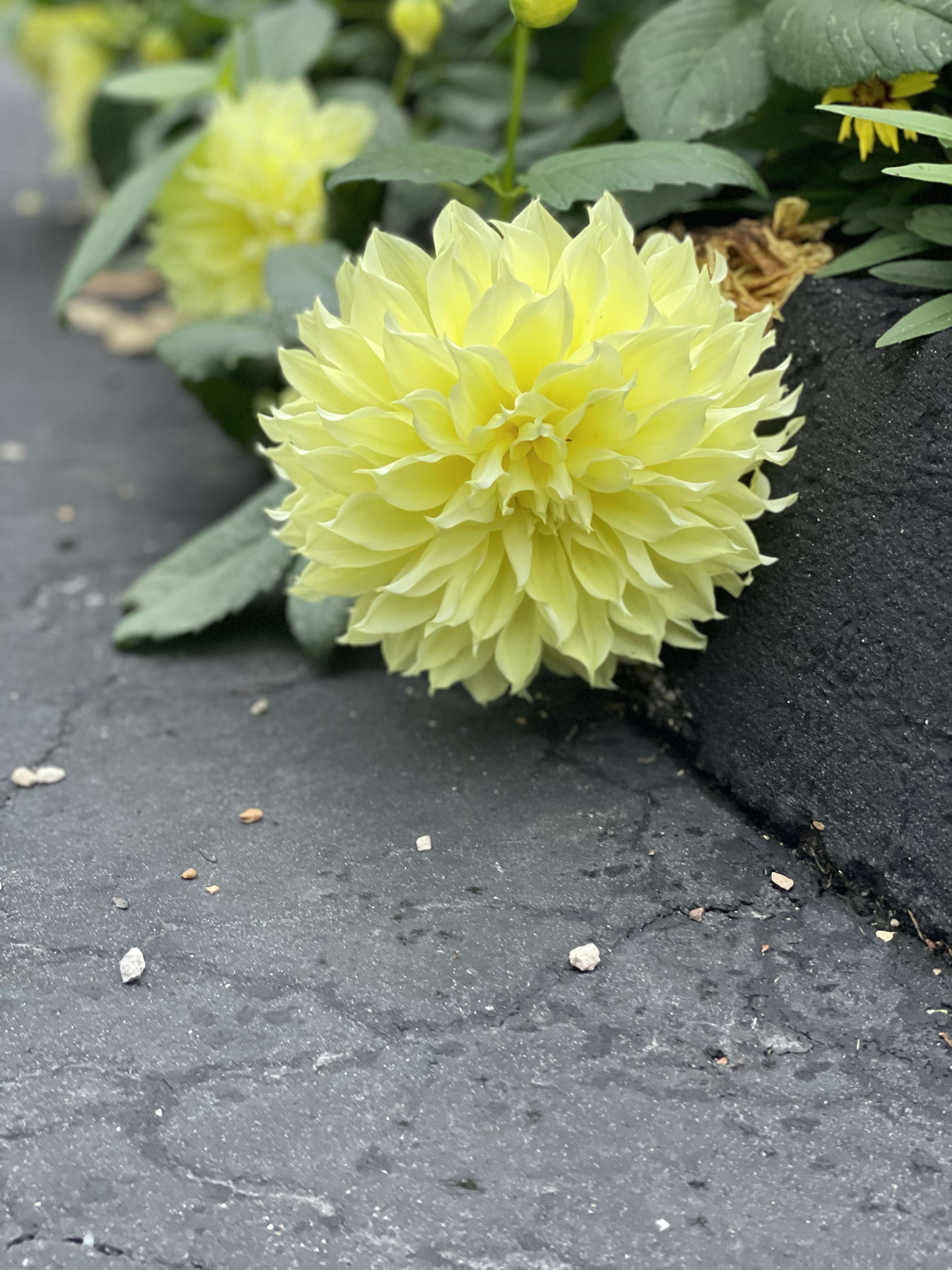 Keep the sights of graceful Dahlias!