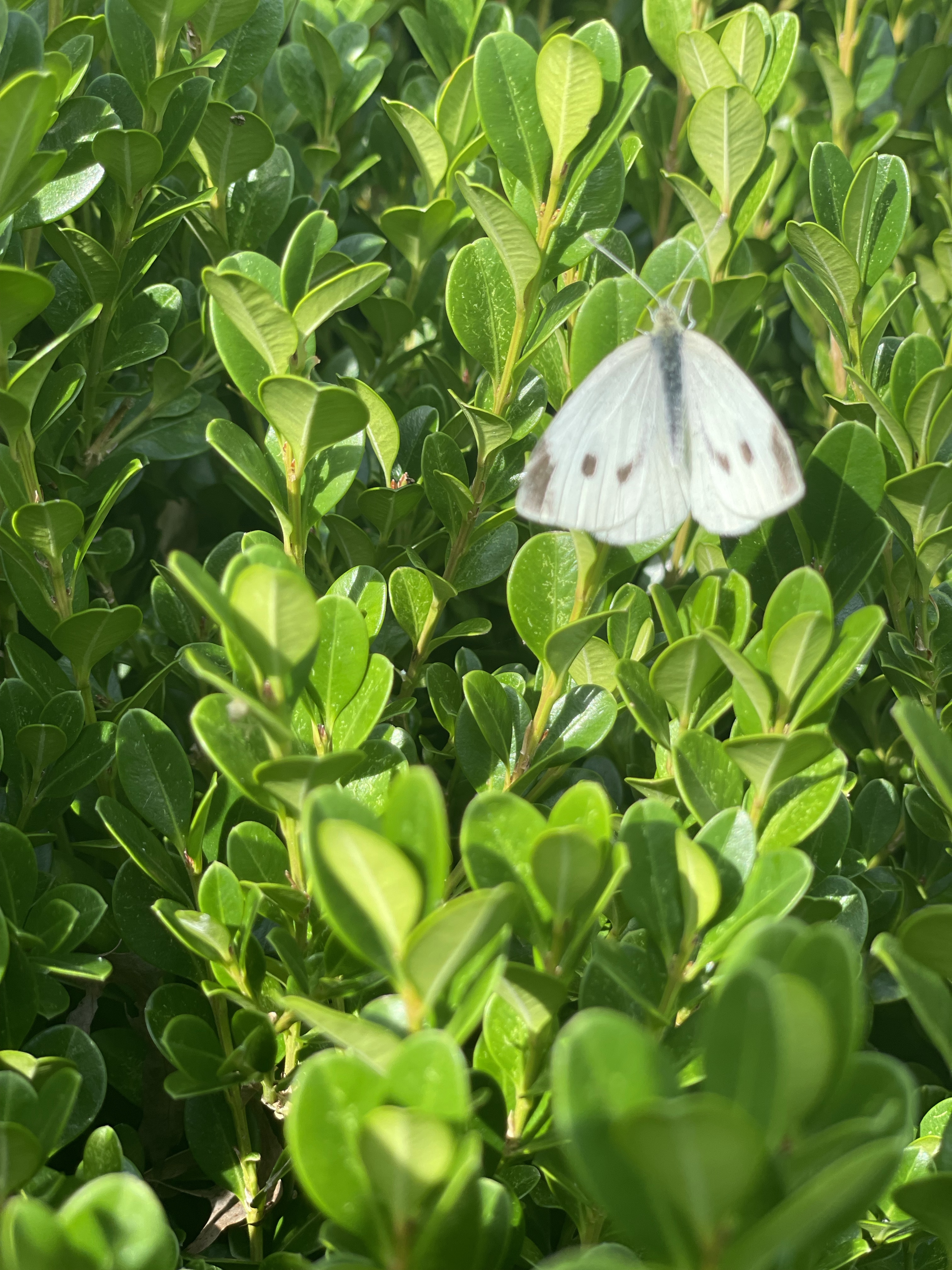 Keep chasing butterflies!