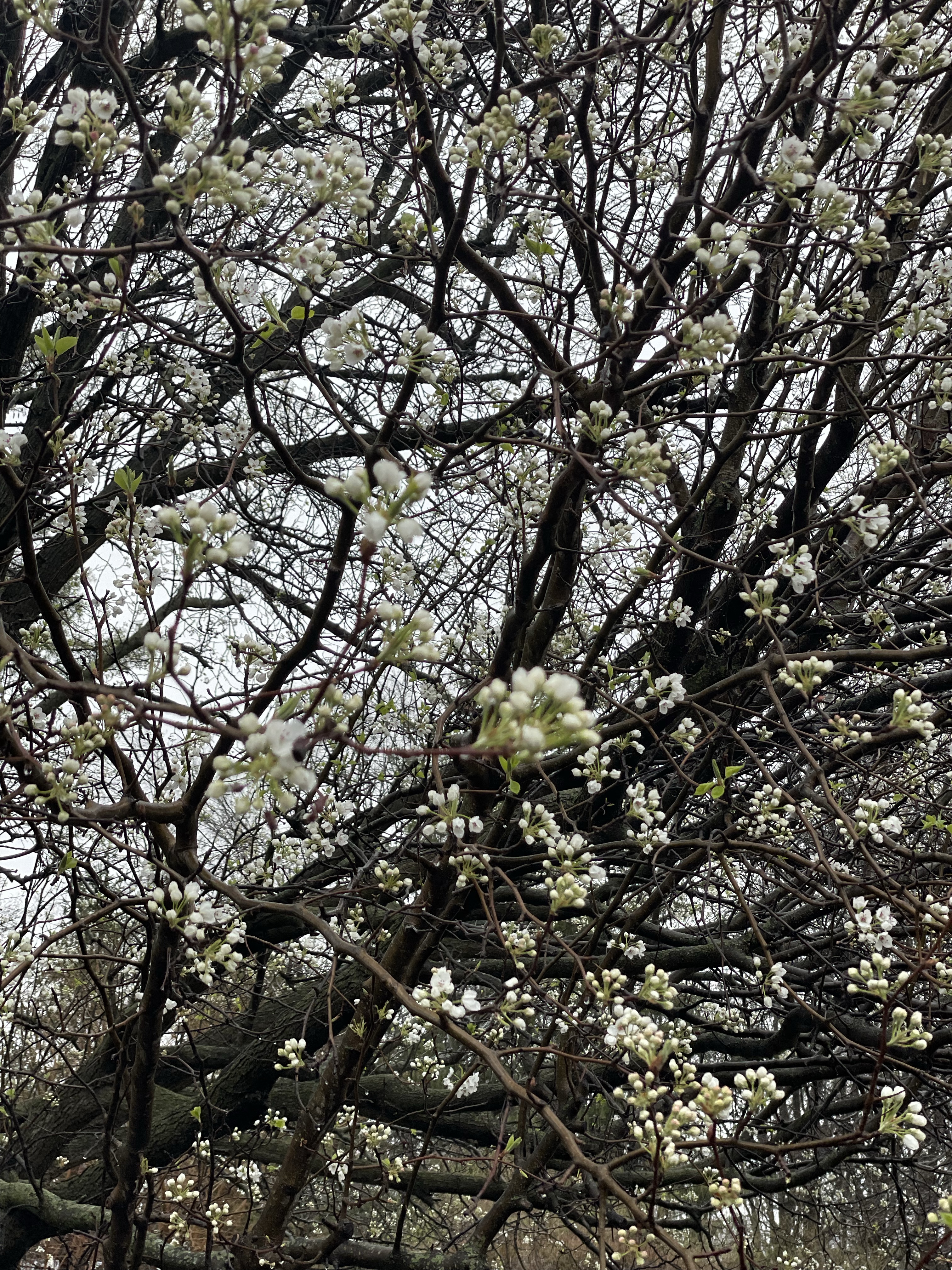 Keep blooming in Spring like Callery Pear Tree!