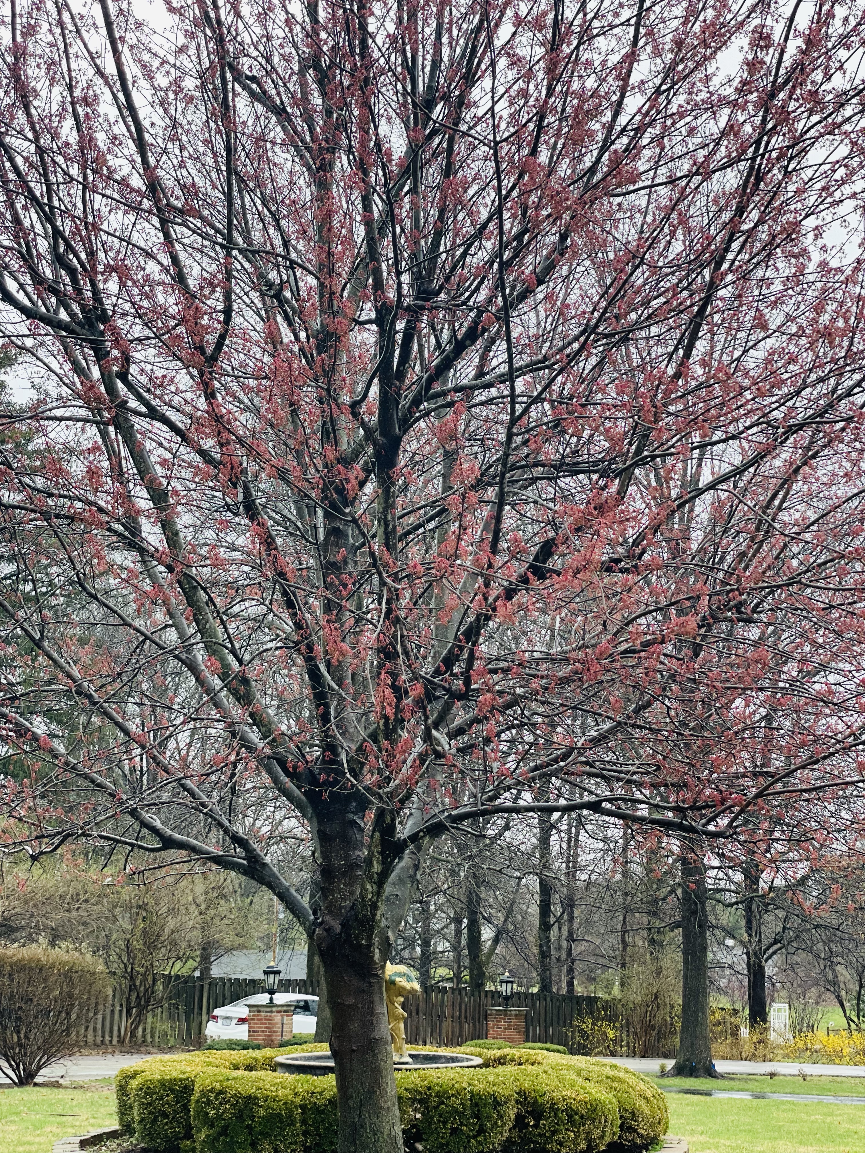 Keep blooming like red maple trees.