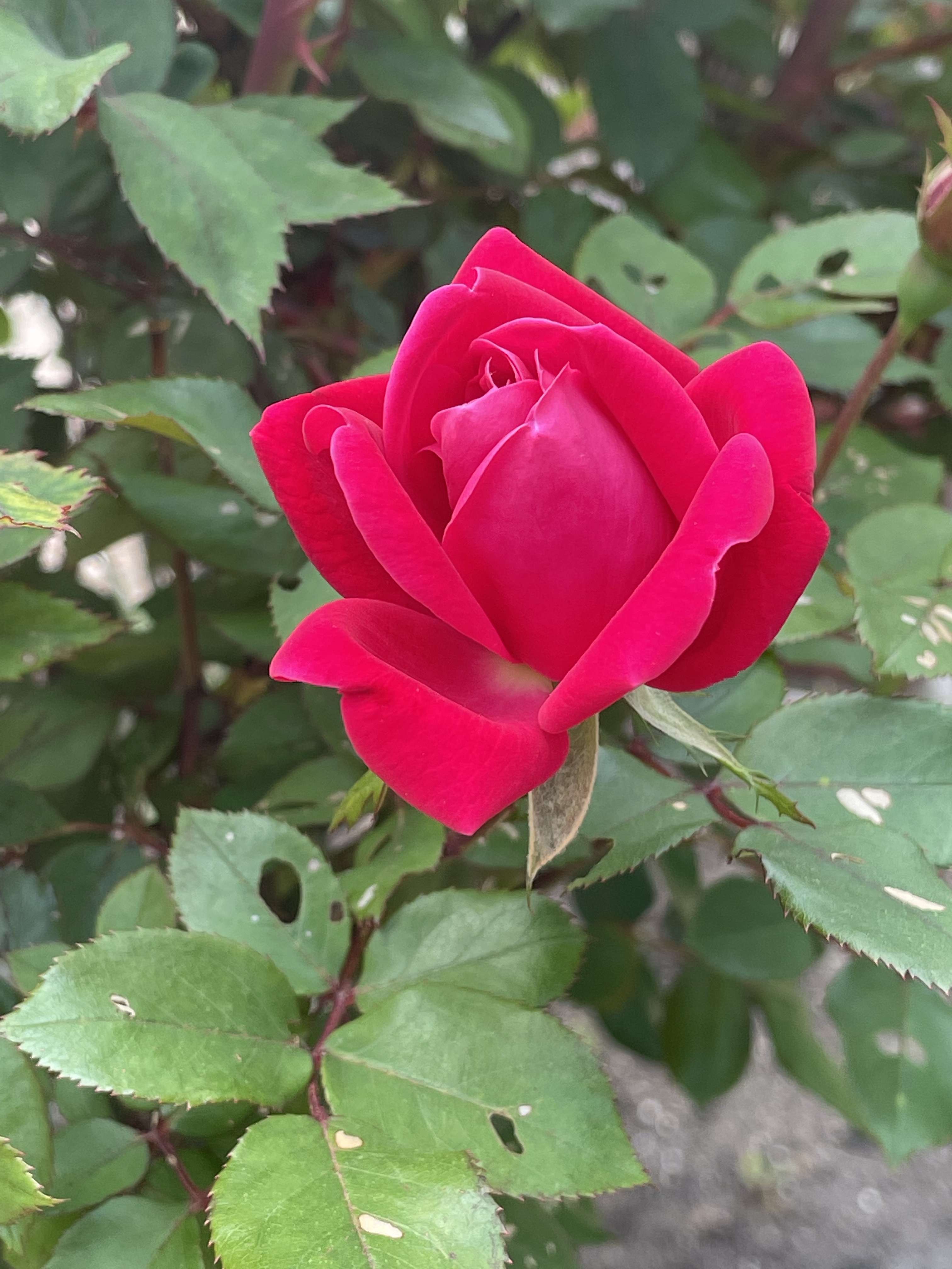 Keep rose bushes!