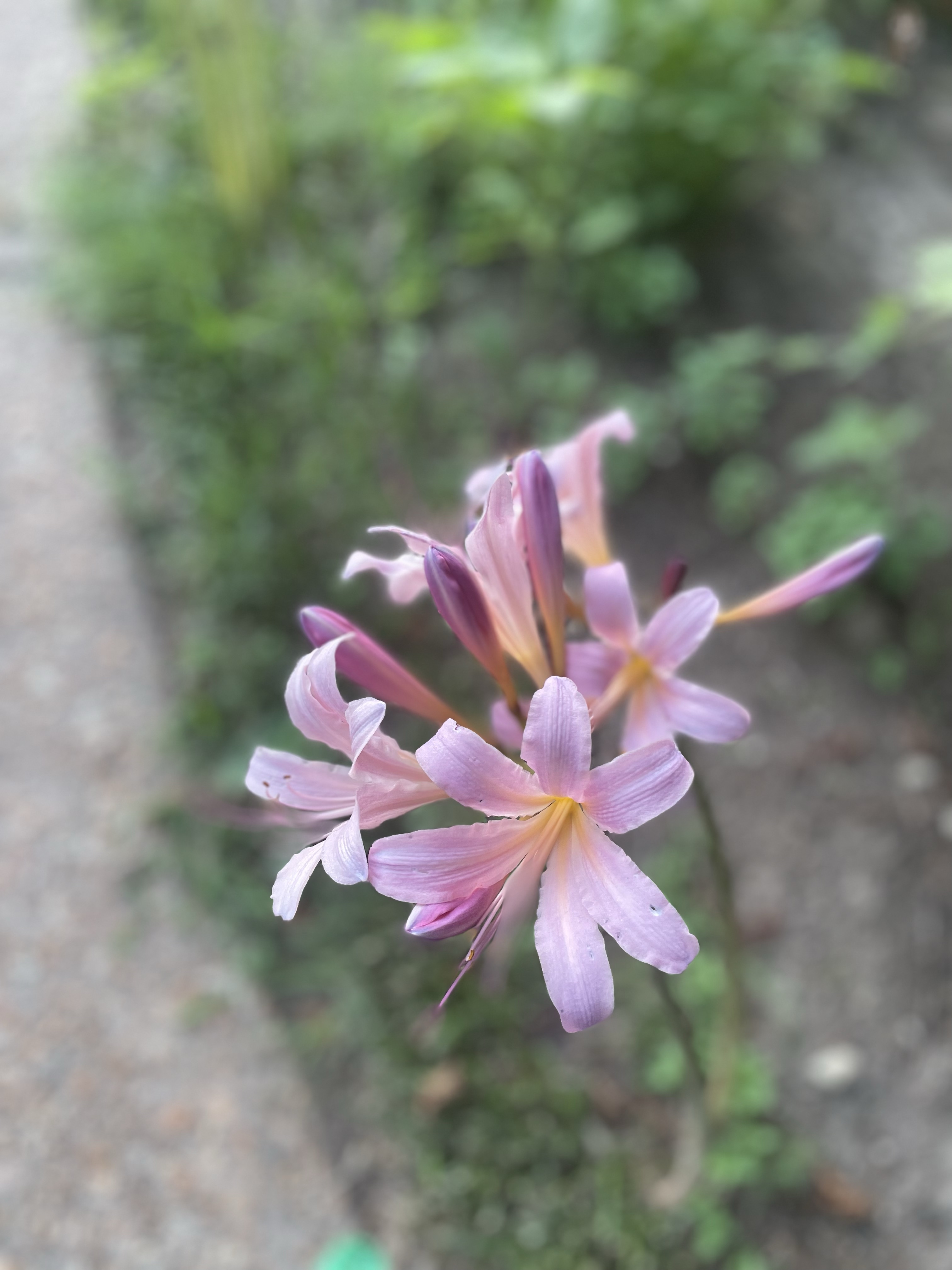 Keep the heavenly sight of belladonna lily!