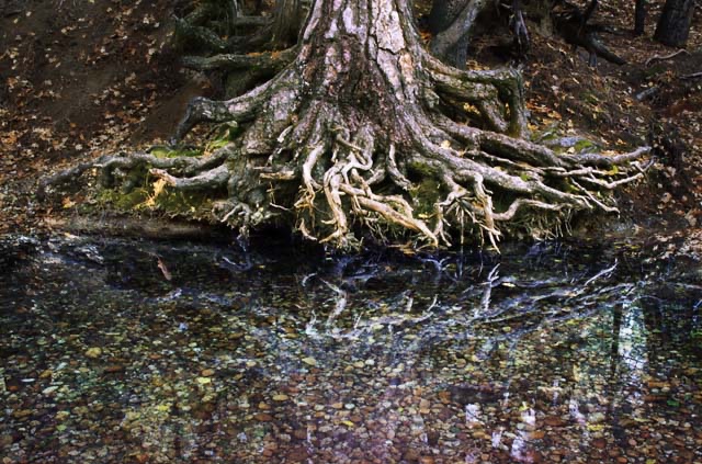 Keep the significance of grants like roots!