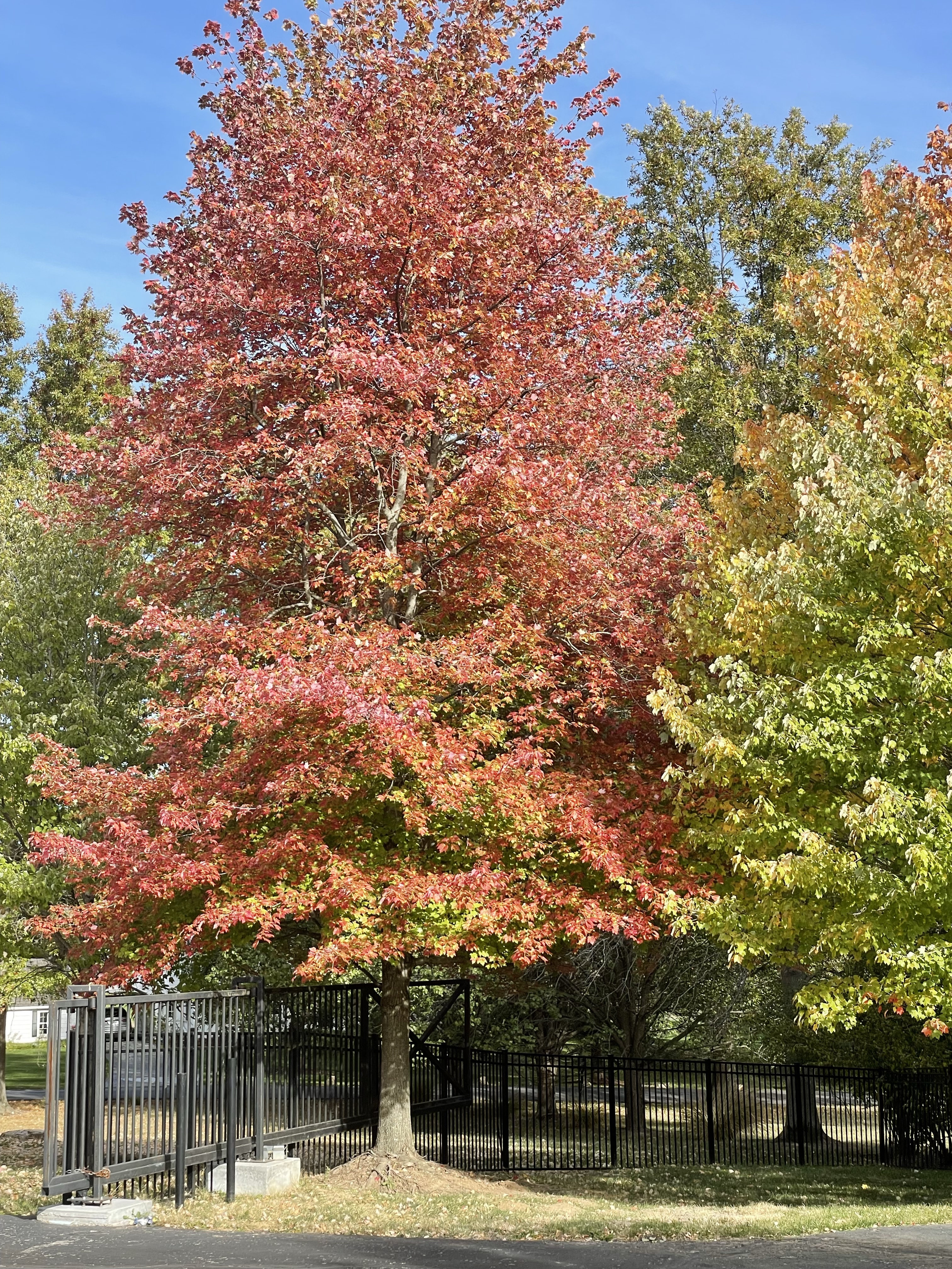 Keep falling leaves and orange trees!