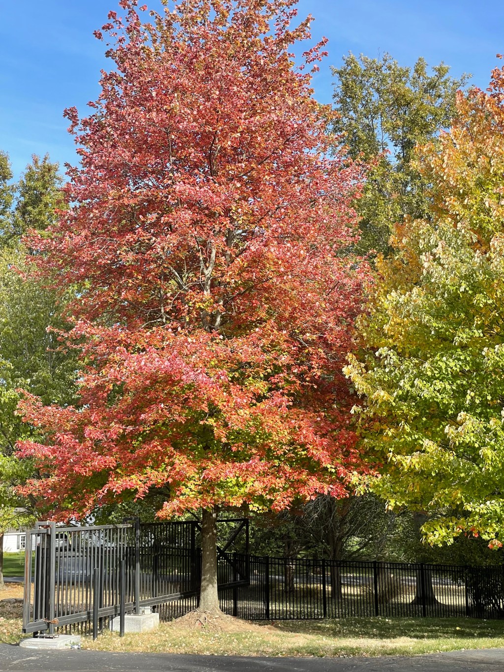 Keep falling leaves and orange&nbsp;trees!