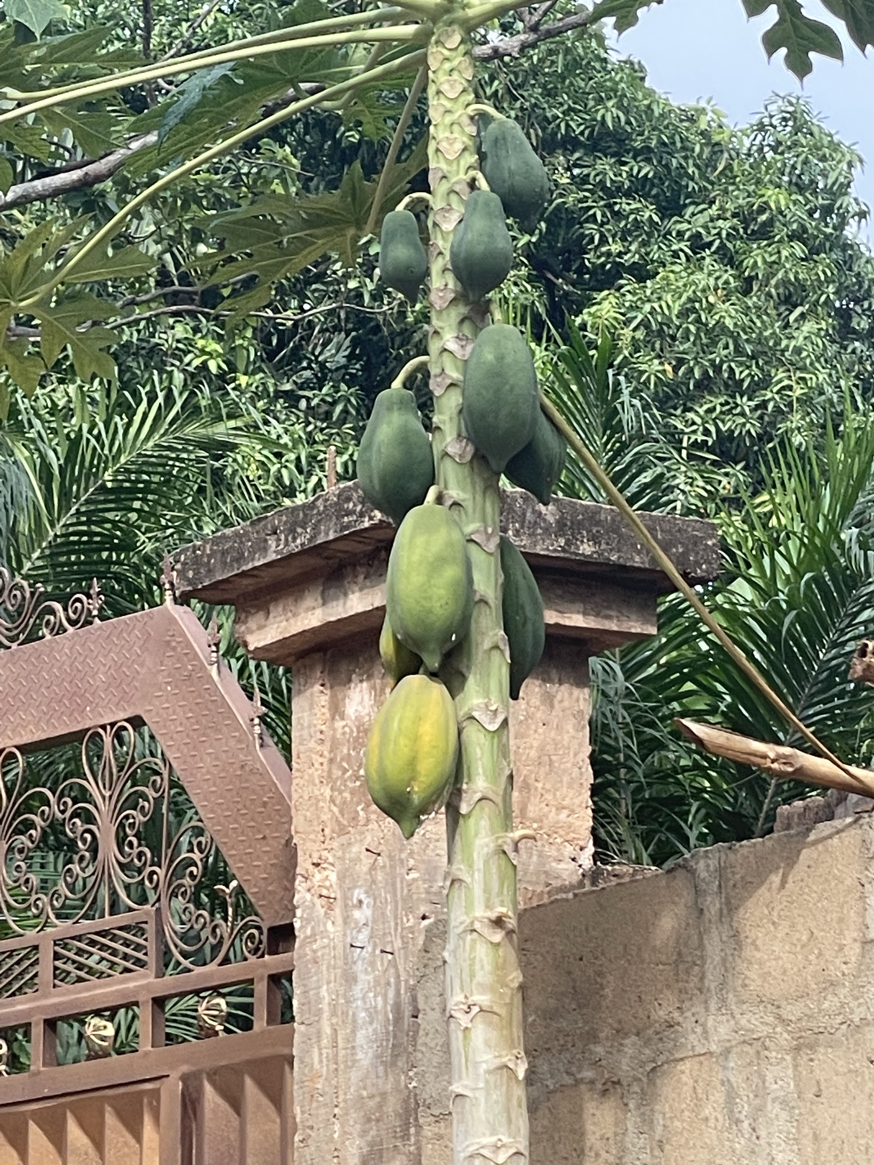 Keep remembering paths that formed you or how paw paws cling to trees!