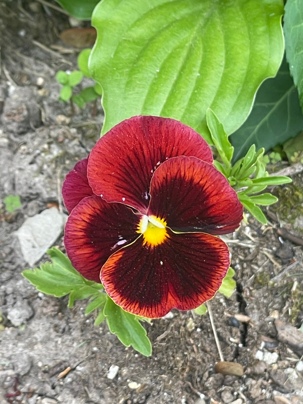 Keep wild pansies!