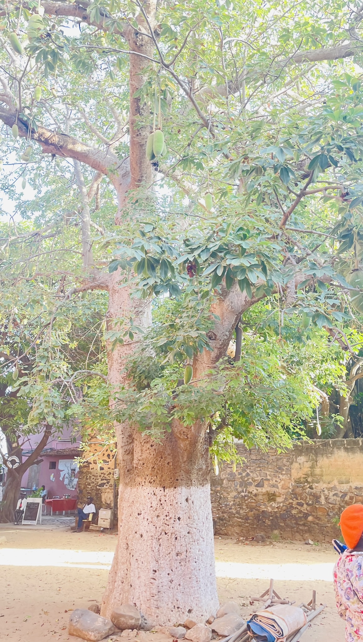 Keep the sighting of a Baobab tree!