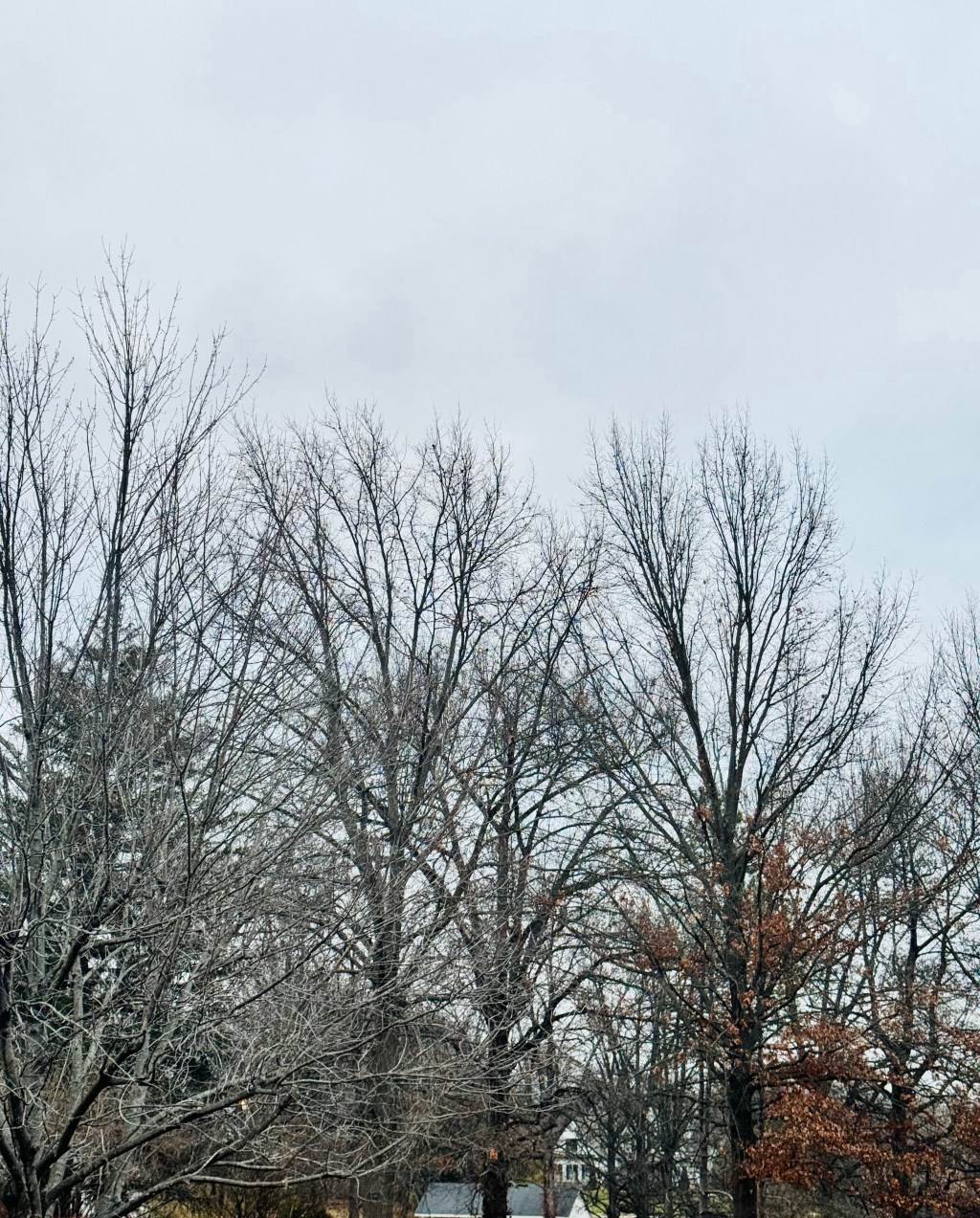 Keep being confident in your worth black women in academia like red maple trees in&nbsp;winter!