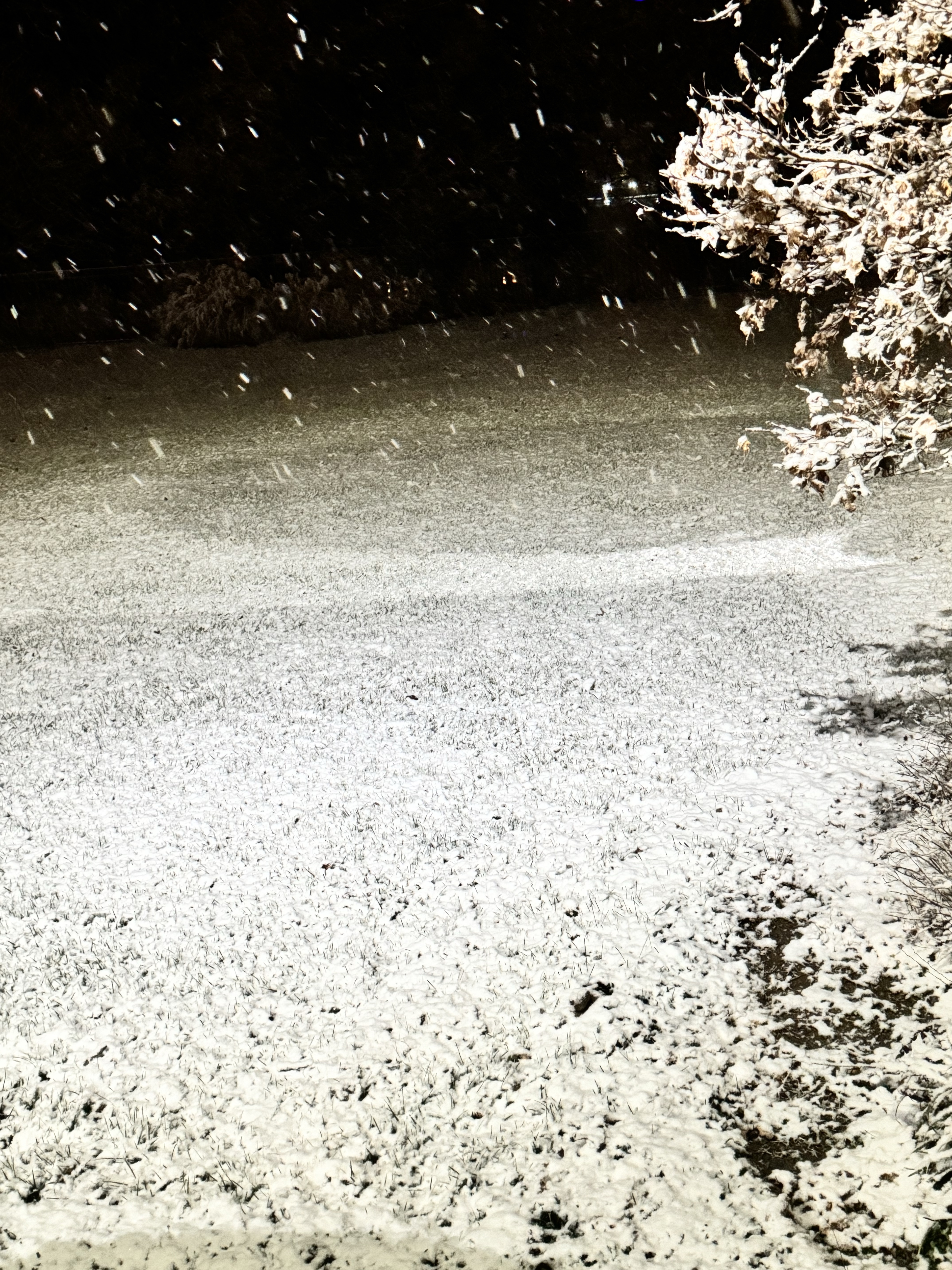 Keep the beauty of falling snow.