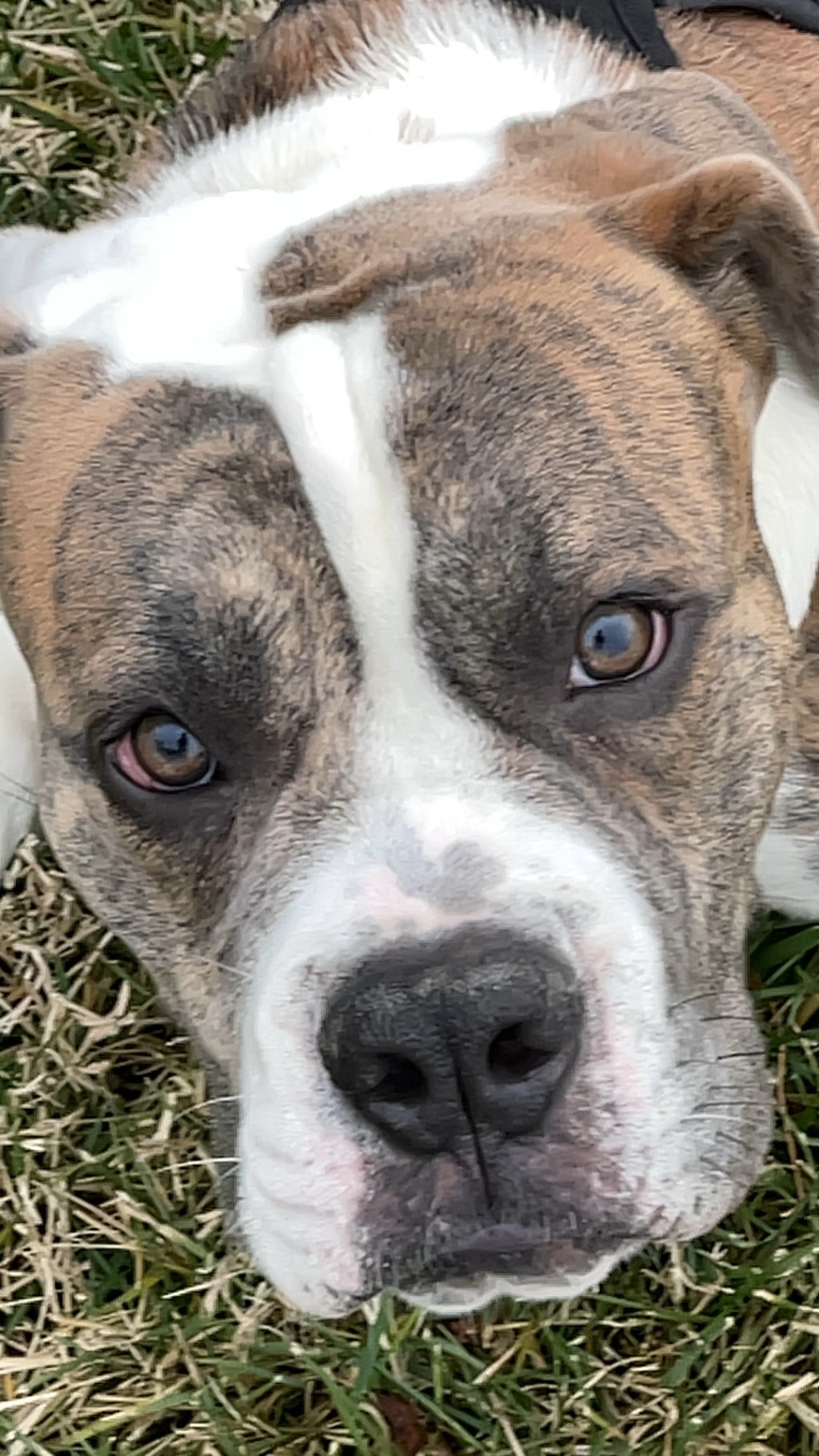 Keep the lessons of&nbsp;dogs!