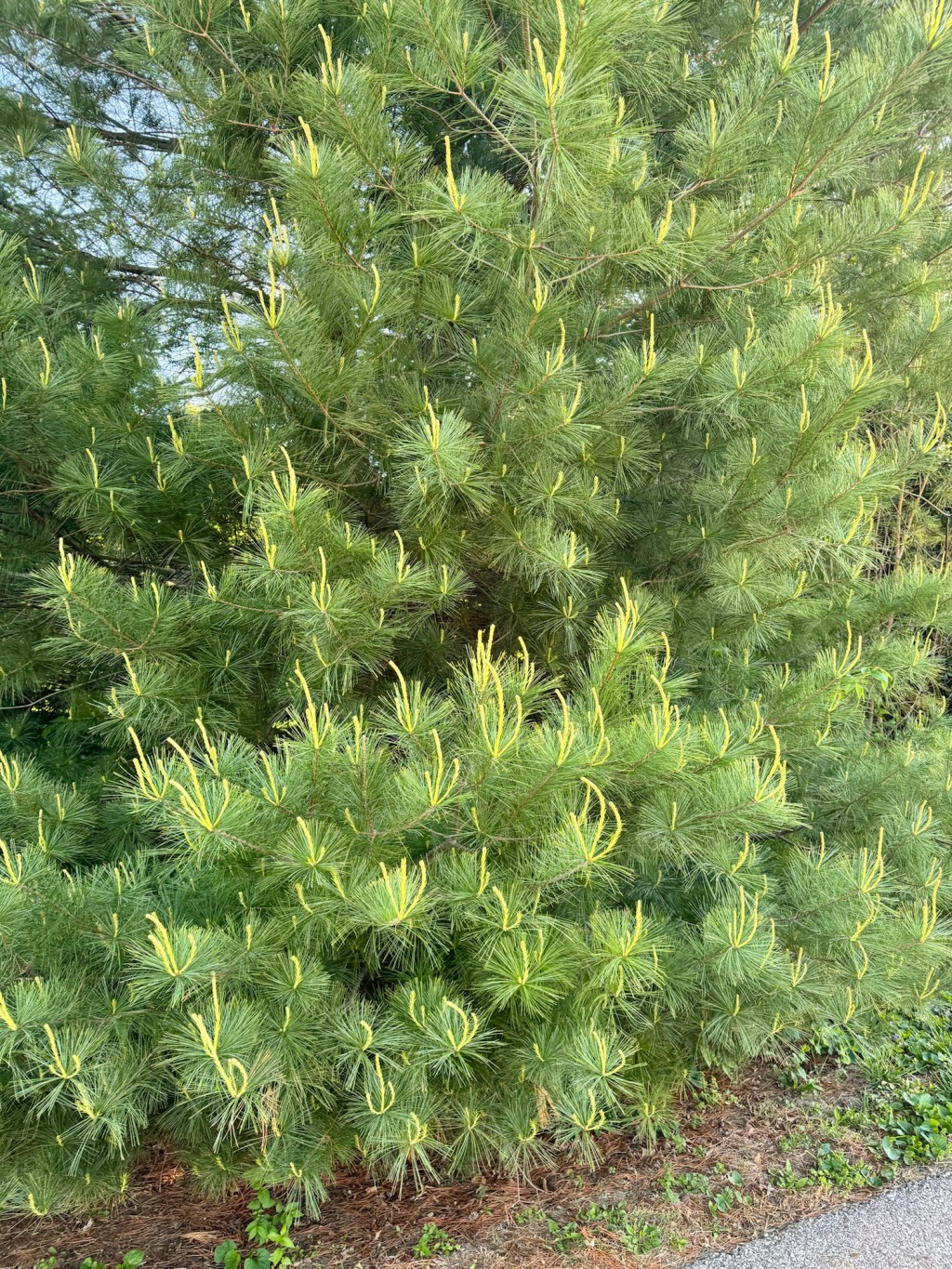 Keep the hope and stillness you see with Eastern pinecones.