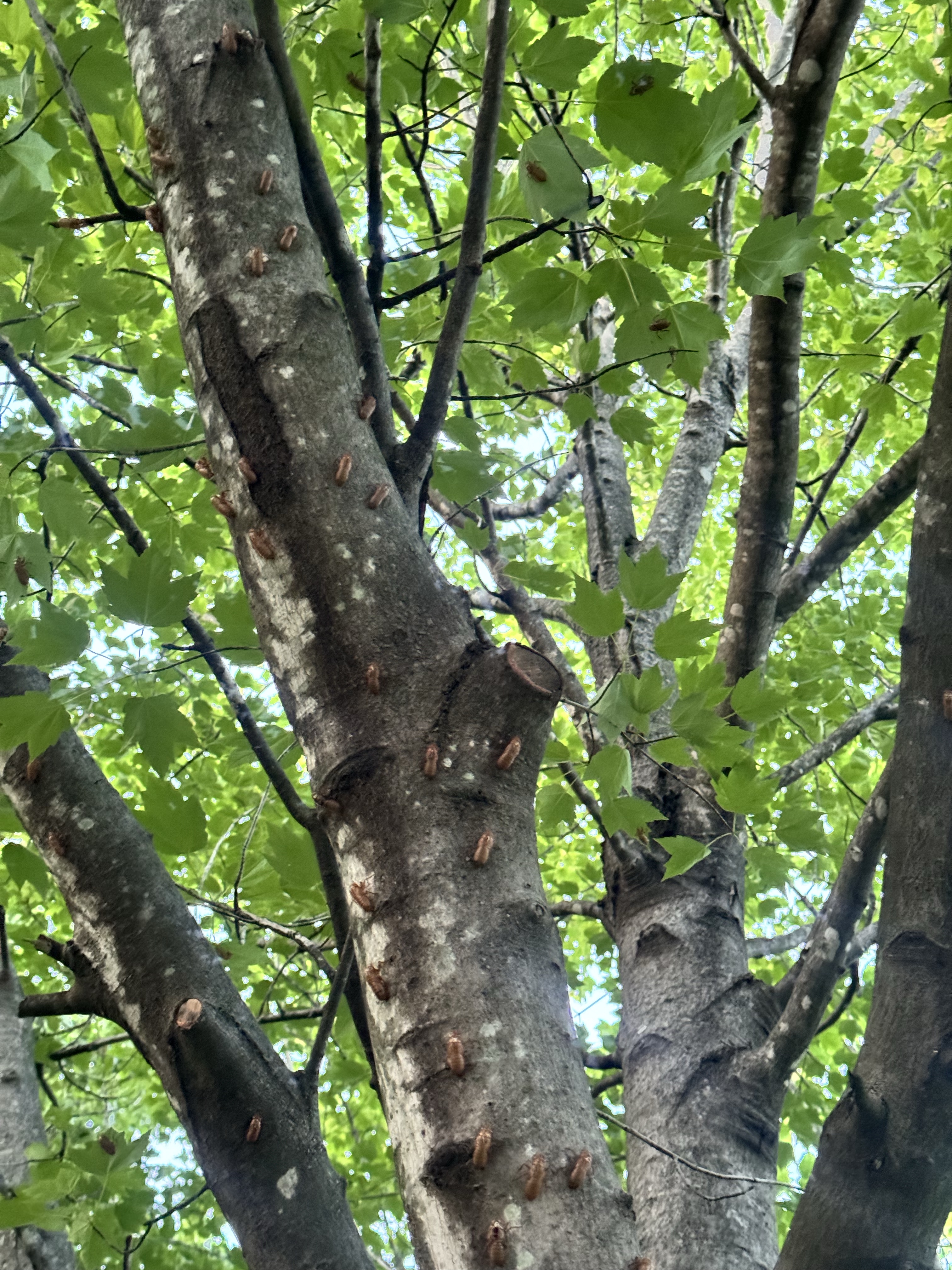 Keep the lessons of cicadas!