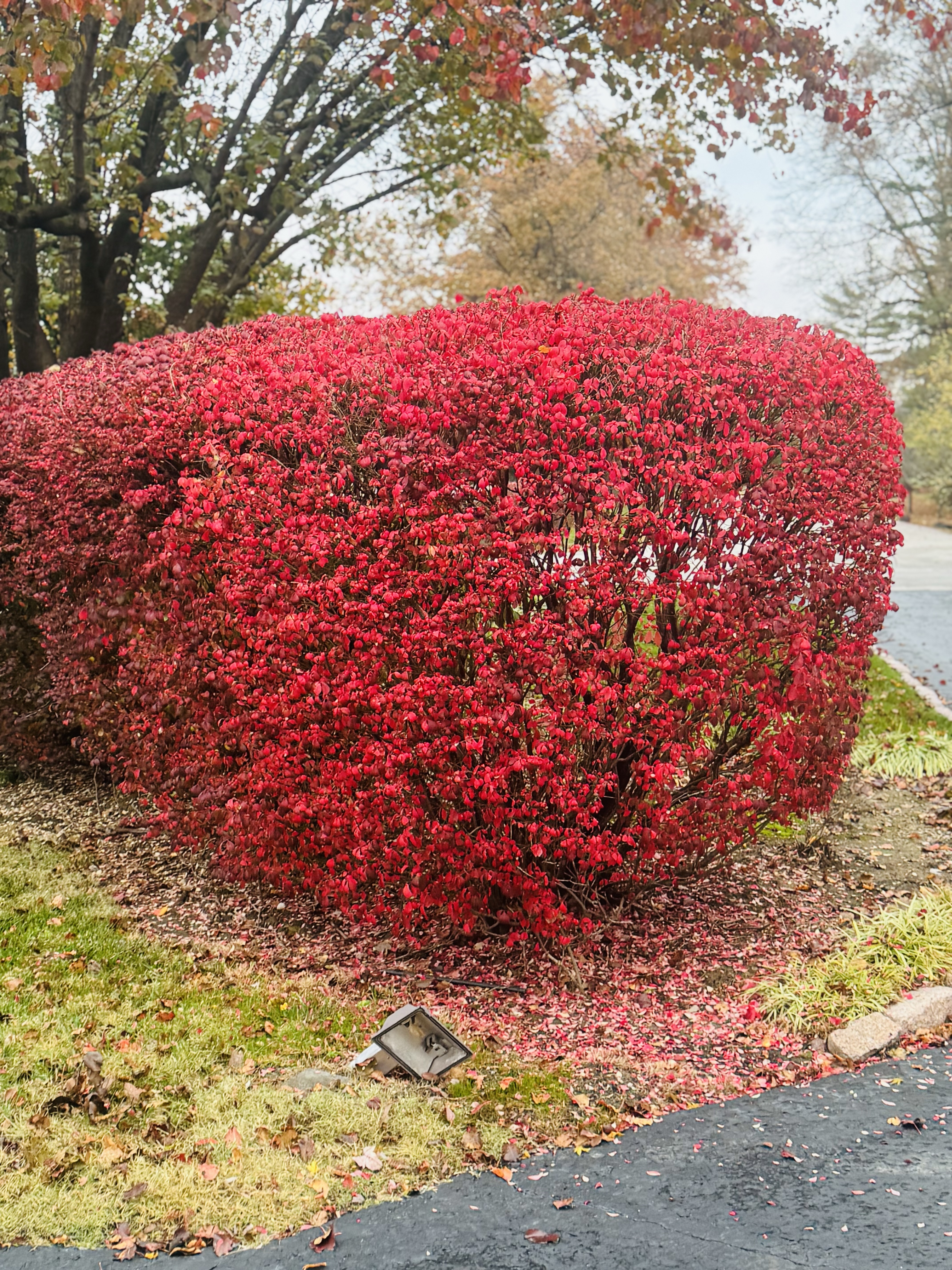 Keep the thanksgiving lessons of a burning bush!