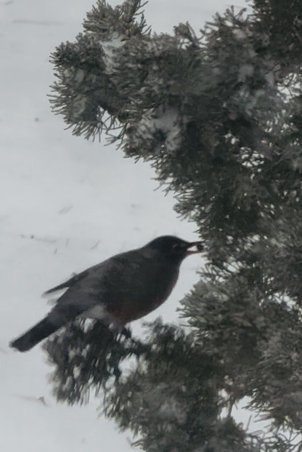 Keep the snow and the sighting of an American robin!