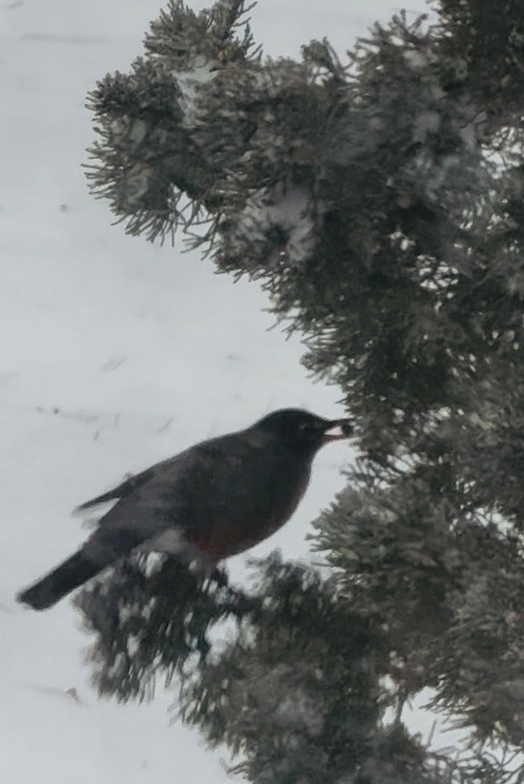 Keep the snow and the sighting of an American&nbsp;robin!