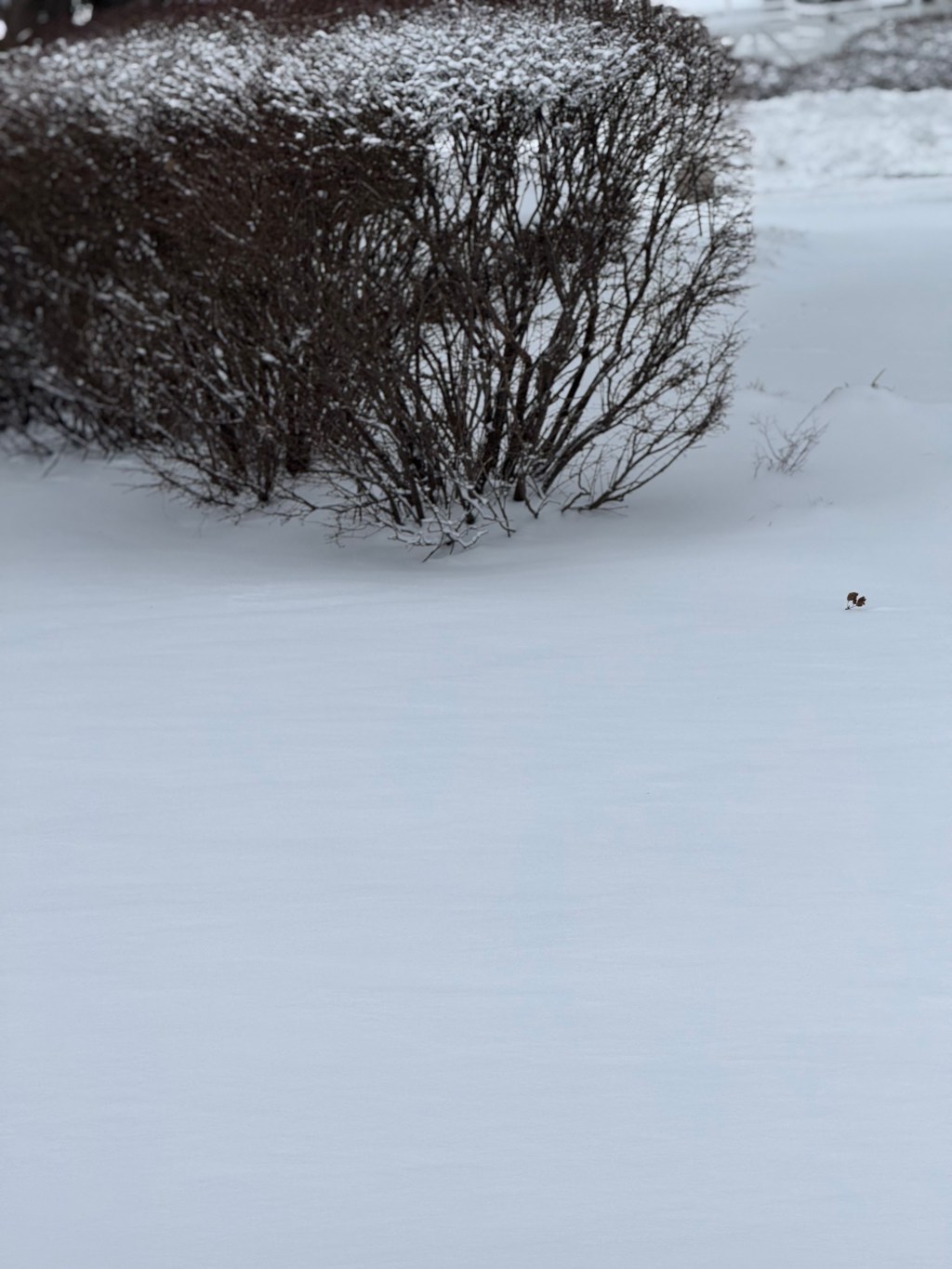 Keep the day after&nbsp;snowstorms!