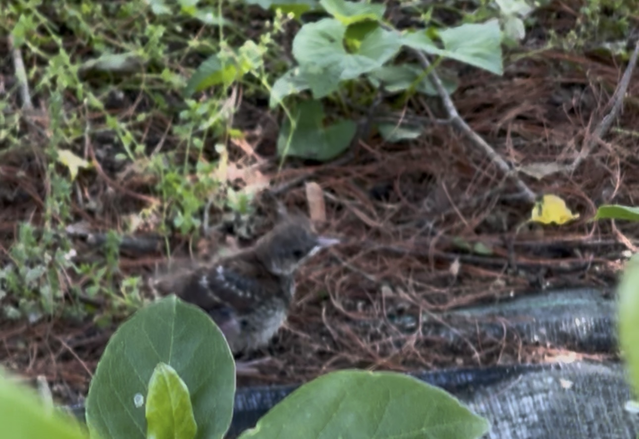 Keep living through this life like baby birds!