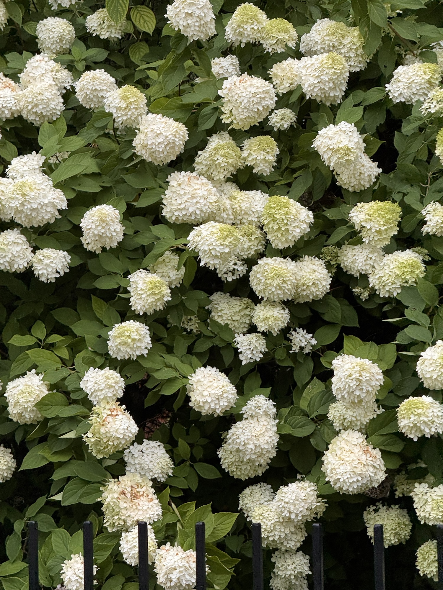 Keep the grace of hydrangeas!