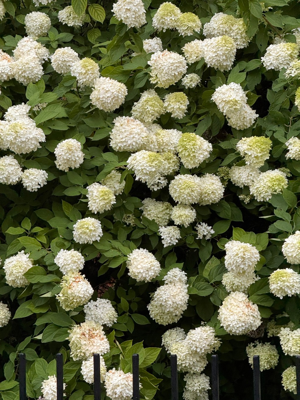 Keep the grace of&nbsp;hydrangeas!