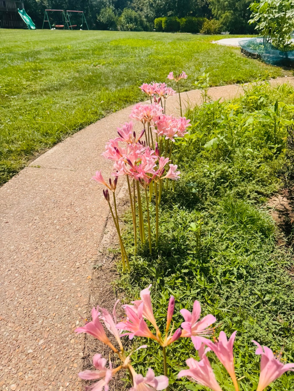 Keep standing like&nbsp;Lillies!