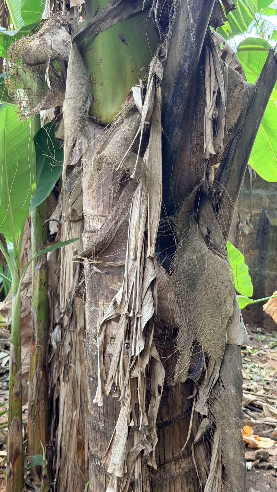 Keep the lessons of a plantain farm.