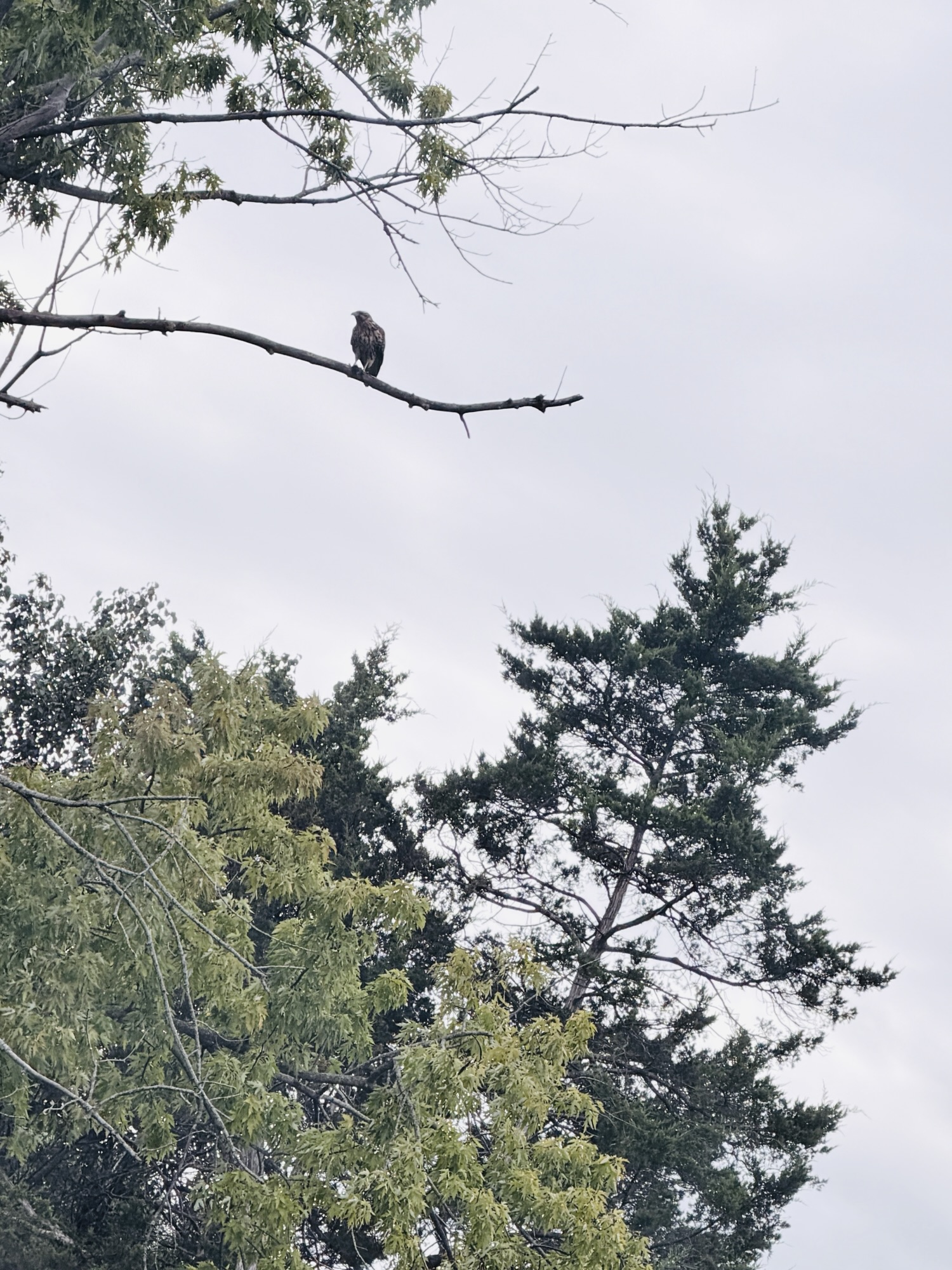 Keep watching the birds: a daily practice for building a life that’s yours.