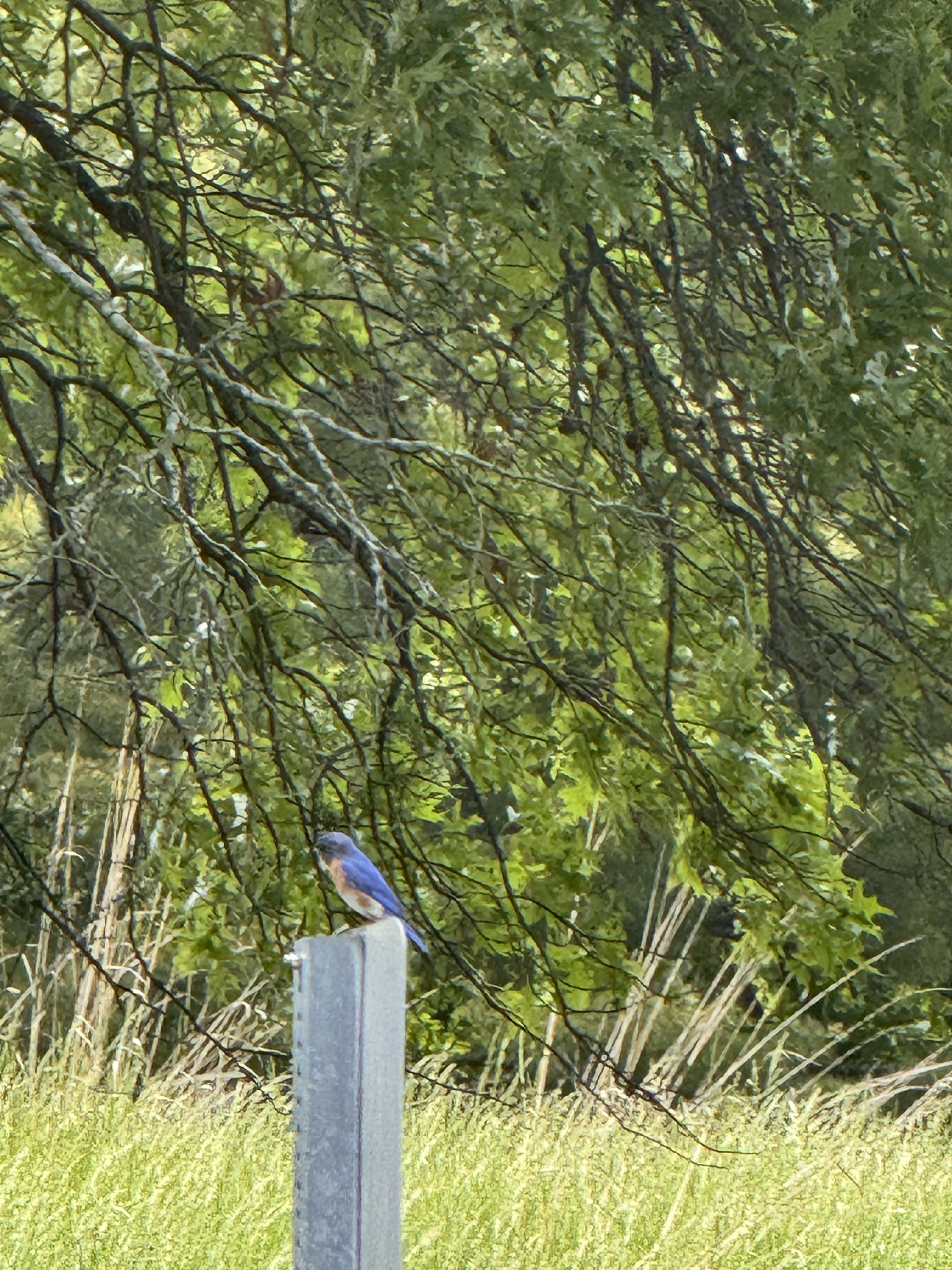 Keep the Blue Jay: A Daily Practice for Loving Your Progress